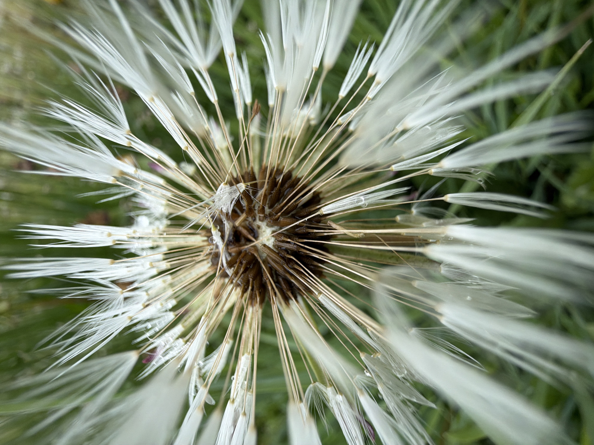 A macro, top-down perspective captures the intricate structure of a dandelion seed head (pappus) or a similar composite plant, observed in a natural setting, likely Marakushi, Russia. The central part of the seed head features a dark, textured receptacle from which numerous individual seed units radiate outwards. Each unit consists of an elongated, dark achene (seed) at its base, attached to a slender, light-colored stalk that supports a delicate cluster of white, feathery bristles, forming a parachute-like pappus.
Many of these fine white bristles and some of the broader feathery segments are adorned with tiny, clear water droplets, suggesting the image was captured after rainfall or during a period of heavy dew. The surrounding environment is rendered as a soft, out-of-focus blur of lush green foliage, indicating an outdoor setting such as a field, garden, or meadow. The lighting appears soft and diffused, enhancing the delicate textures and translucence of the pappus against the verdant background. There are no people, discernible activities, or visible text within the frame. The image emphasizes the plant's detailed reproductive structures and the subtle beauty of nature's elements.