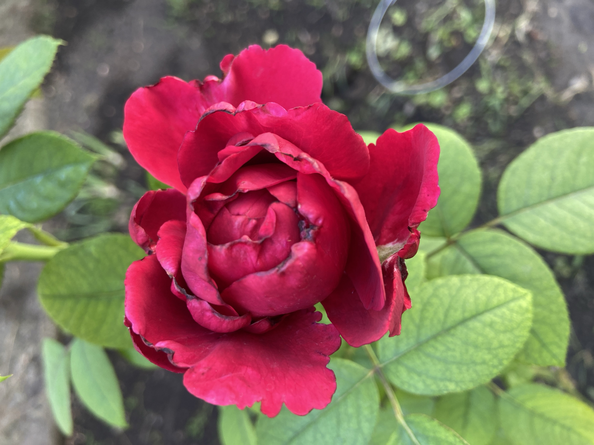 A vibrant red rose is in full bloom, its petals unfurling in a tight spiral at the center. The edges of some petals show slight browning or wilting. The rose is surrounded by lush green leaves, some of which are in sharp focus while others are blurred in the background, suggesting a shallow depth of field. The ground beneath the foliage is dark and out of focus, with what appears to be a thin, circular object, possibly a piece of garden wire or a plant support, visible in the lower right quadrant. The lighting suggests it is daytime, with soft shadows. The image was captured outdoors, likely in a garden setting. The prompt for this image included the location of Stavropol, Russia, however, there are no visual cues in the image that specifically confirm this location.