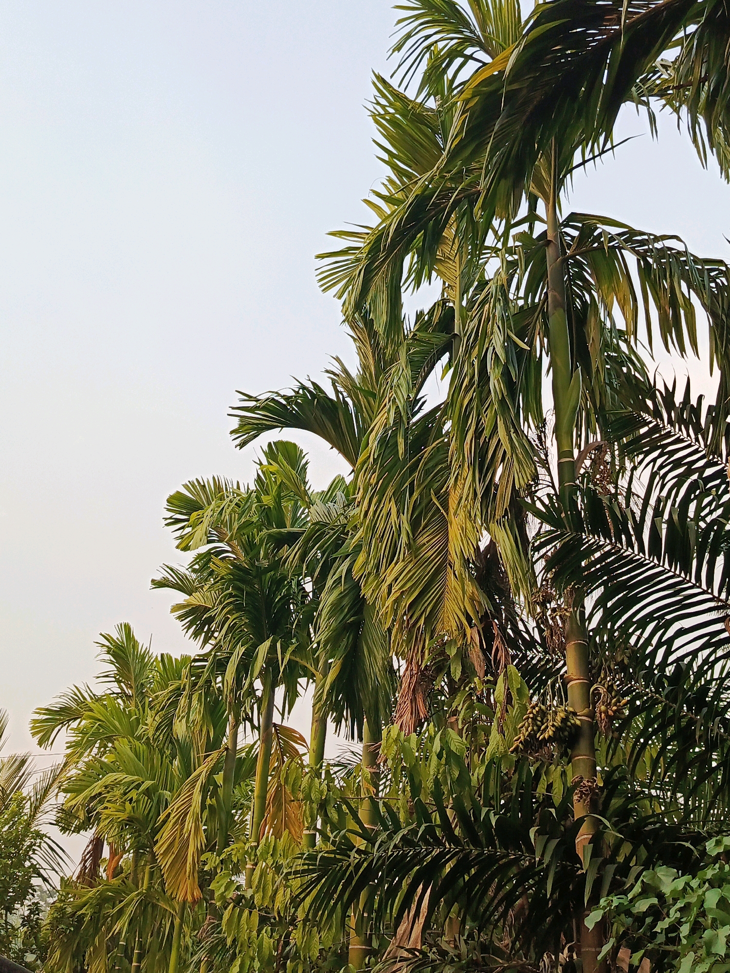 A row of areca palm trees are visible against a pale sky. The palms are tall and slender, with fronds that are lush and green, though some show hints of yellowing or browning. The trees are clustered together, creating a dense foliage in the foreground. Some of the palms have visible clusters of areca nuts hanging from them. The environment appears to be natural, possibly a garden or park. The image does not contain any people. It is located in the city of Megang Sakti I, Indonesia.