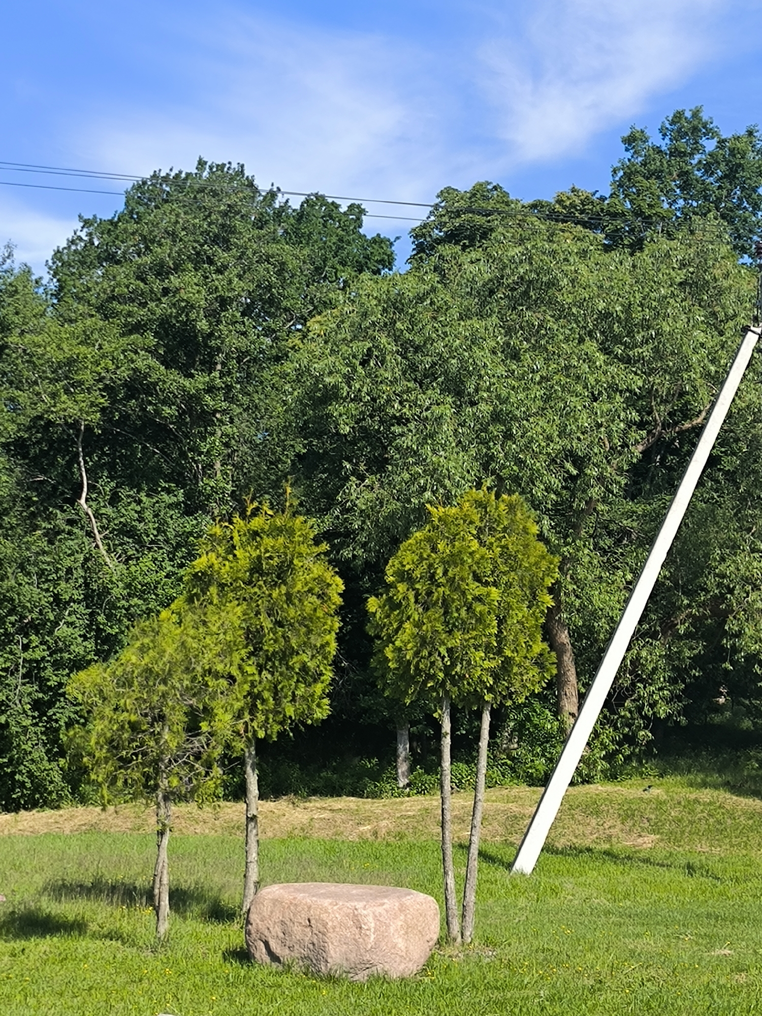 In the city of Laskino, Russia, an outdoor scene captures a verdant landscape under a bright blue sky with wispy clouds. In the foreground, lush green grass covers the ground, dotted with small yellow wildflowers. Two young evergreen trees stand side by side, their branches reaching upwards. To the right of the trees, a large, rough-textured, pinkish-tan boulder rests on the grass. Behind the trees and boulder, a dense wall of green foliage from mature trees forms a backdrop. A tall, white, angled pole or structure is visible on the right side of the image, bisecting the trees and extending upwards. Overhead, power lines are strung across the top portion of the frame, partially obscured by the upper branches of the trees. The sunlight casts distinct shadows on the grass, suggesting a clear and sunny day.