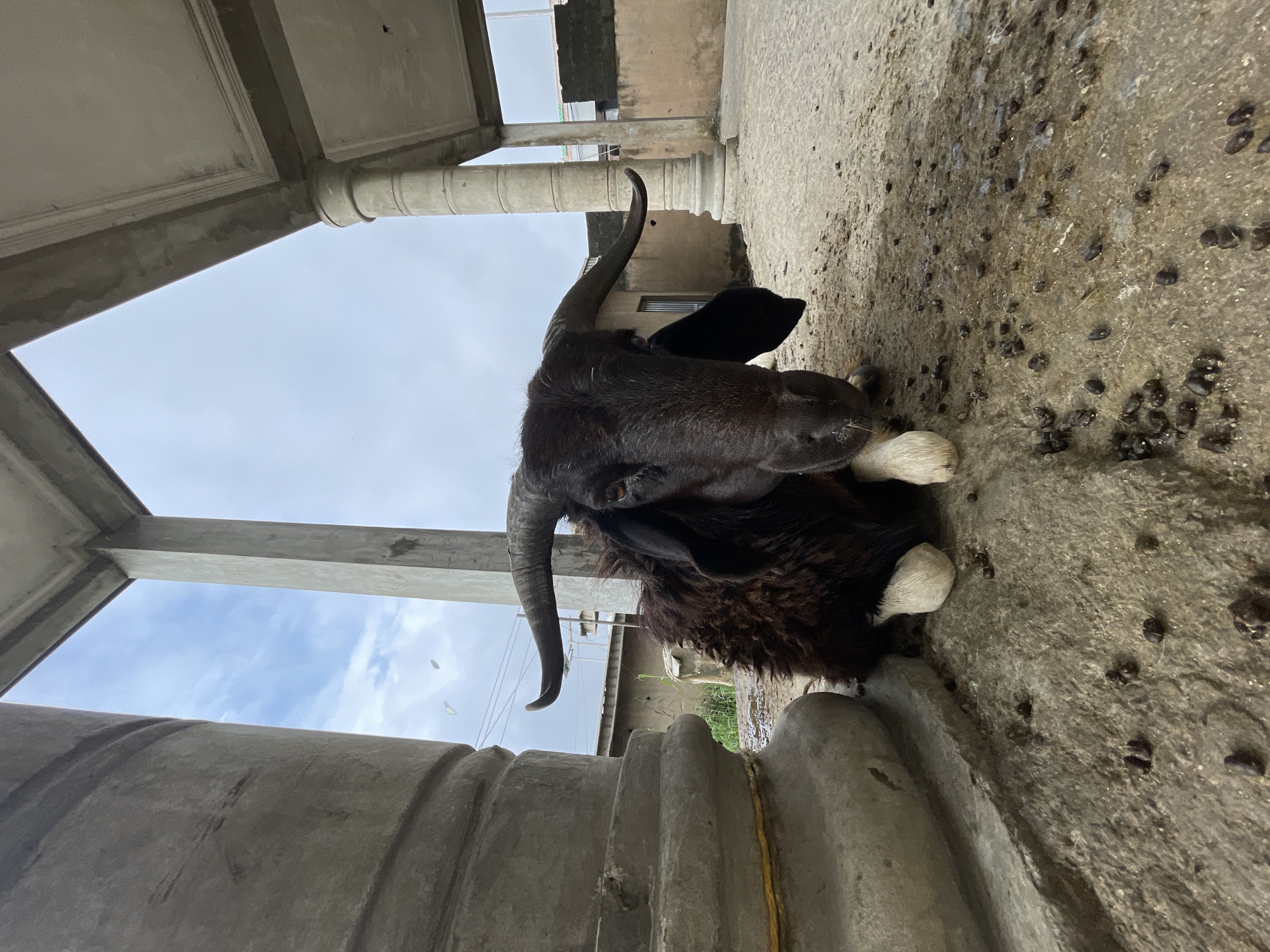 A black or very dark brown goat with prominent, curved horns and long, pendulous ears is depicted resting on a concrete ground. The goat's fur is shaggy, and its lower legs/hooves are light-colored. Its head faces directly towards the camera, and its eyes appear amber. The goat is positioned near the base of a large, fluted, unpainted concrete pillar on the left side of the frame. The ground is a rough concrete surface, scattered with numerous dark, oblong pellets consistent with goat droppings.
In the background, additional concrete pillars, both round and square, support an overhead concrete ceiling or structure. Distant buildings, likely concrete or block construction, are visible beyond the immediate structure. Some green vegetation is present behind the left pillar. Power lines are faintly discernible against the sky. The sky is largely overcast with patches of lighter blue. Two light-colored, irregularly shaped objects, possibly kites, are visible in the upper-left sky quadrant. The scene is illuminated by natural daylight. The location is an open, semi-enclosed area, likely a courtyard or large porch, in Ikorodu, Nigeria.