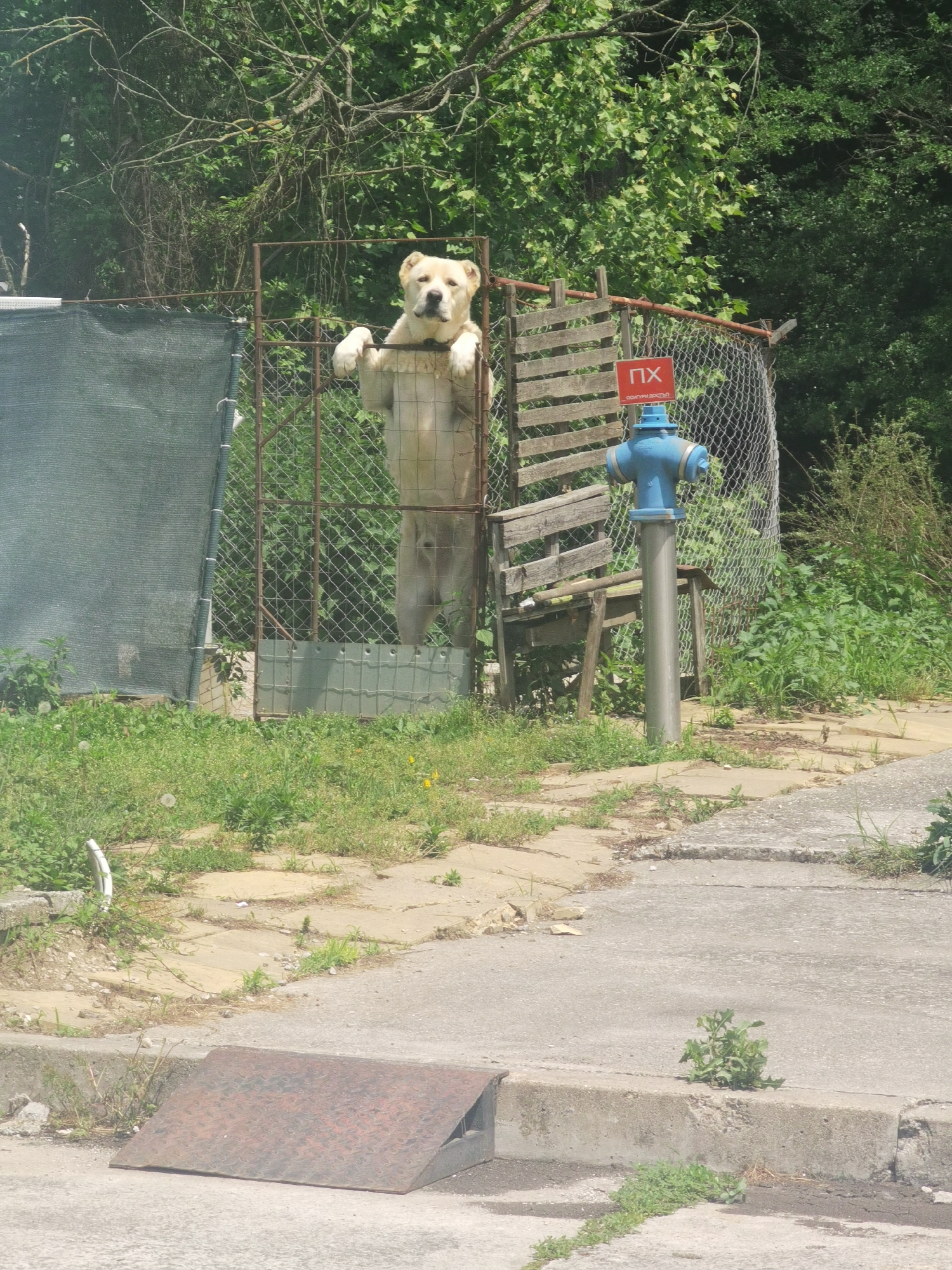 In Lomets, Bulgaria, a large, light-colored dog is standing on its hind legs, leaning against a metal fence. The dog appears to be a Central Asian Shepherd or similar breed. Behind the dog, wooden planks are visible, and to its right, a blue fire hydrant stands next to a red sign with Cyrillic lettering. The scene is set in an outdoor area with green vegetation and trees in the background. In the foreground, concrete pavement and a metal ramp are visible.