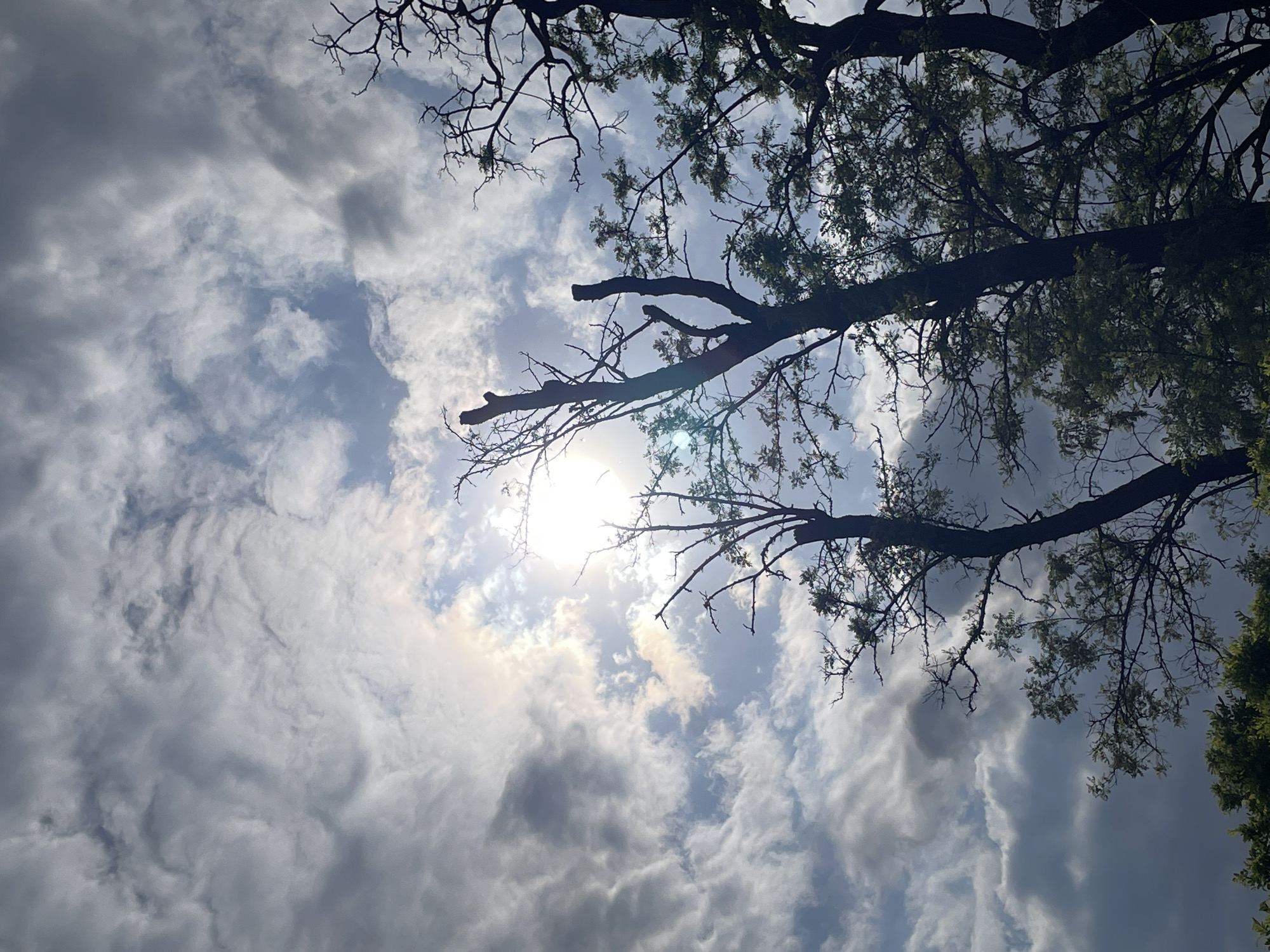 The image shows a view looking up through tree branches towards the sky. The sun is visible through the clouds, creating a bright glare. The sky is filled with a mix of gray and white clouds. Some tree branches are bare, while others have green leaves. The location is unknown.