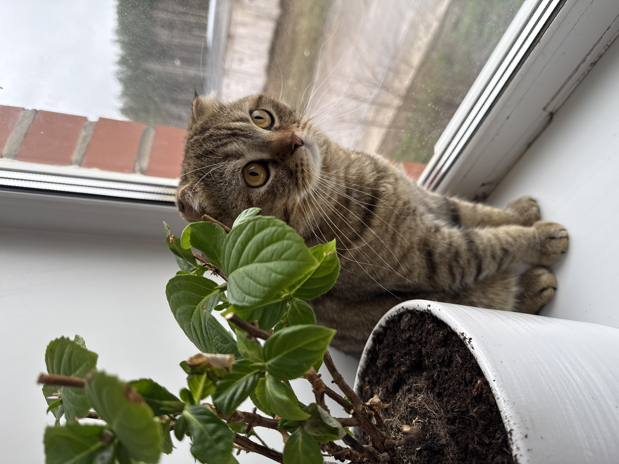 A medium, angled shot shows a brown tabby cat lounging in a windowsill next to a potted plant. The cat is turned towards the camera with large, expressive yellow-green eyes and numerous white whiskers. Its fur appears to be short and sleek. The plant, to the left, features numerous green leaves, some with dried edges, in a white pot filled with dark soil. The windowsill is white, and visible through the window is a muted landscape with a brick structure visible. The location is unknown, and the subjects are a domestic feline and a potted plant.