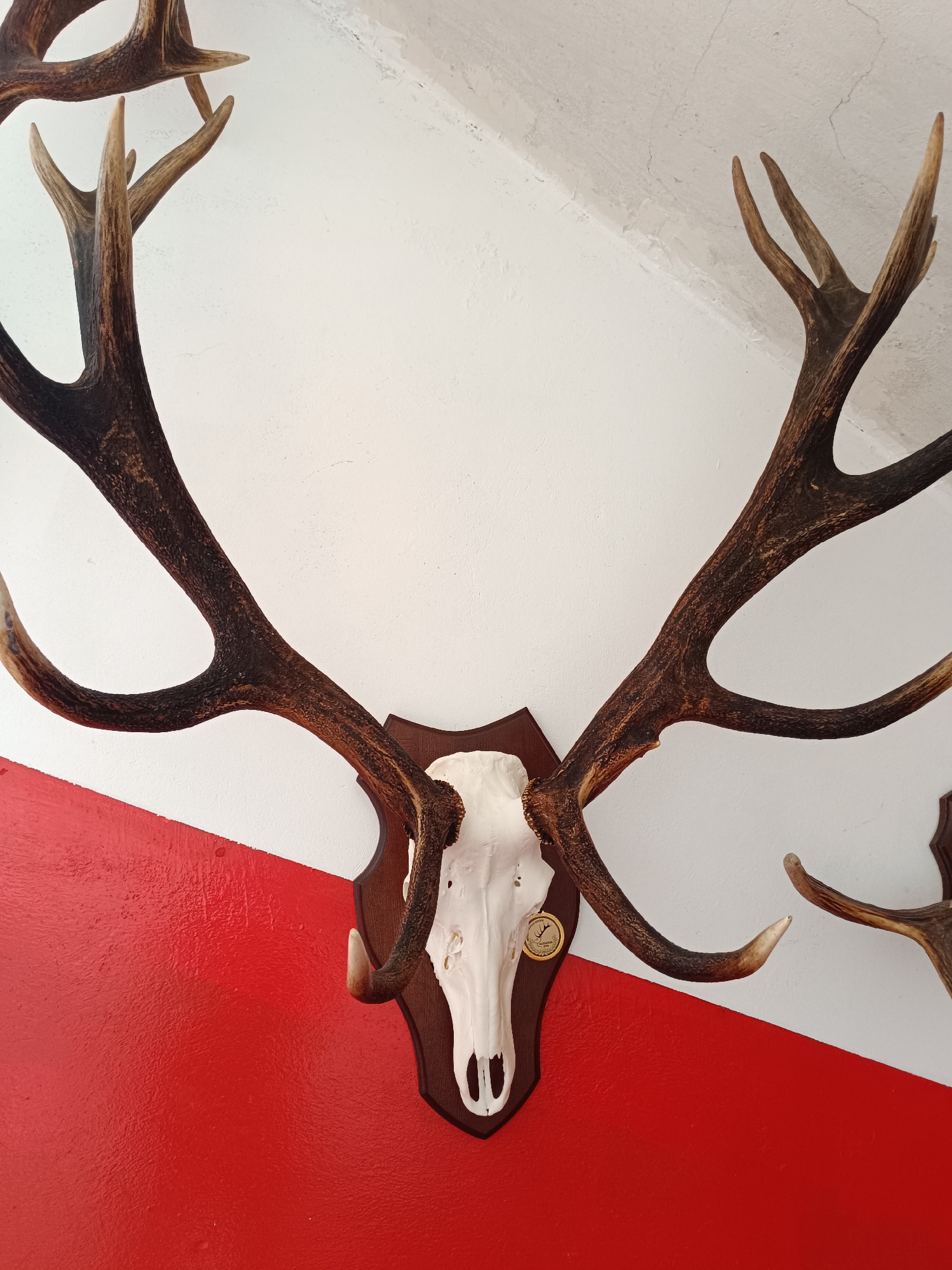 The image displays a large deer or elk antler trophy mounted on a dark wooden plaque, against a wall painted in two distinct diagonal sections: white on the top and red on the bottom. The antlers are dark brown, thick, and branch out significantly, showing natural texture and slight discoloration. The skull section, which is white and appears to be part of the mounted trophy, is attached to the wooden plaque.
A small, circular golden medallion is affixed to the right side of the skull, just above the red painted wall section. Text visible on the medallion includes "LATVIJAS" at the top, a stylized deer head logo in the center, and "MEDNIEKU SAVIENIBA" below it. The year "2006" is also visible at the very bottom edge of the medallion. This indicates the trophy is from the Latvian Hunters' Association.
The white upper portion of the wall shows some texture and minor cracks, suggesting an older or rustic surface. The red lower portion of the wall also has a textured appearance. No human subjects or active events are present; the image is a static shot of a decorative hunting trophy. The setting appears to be indoors, possibly in a home, lodge, or similar establishment in Tebras, Latvia. The overall impression is one of a preserved hunting memento.
