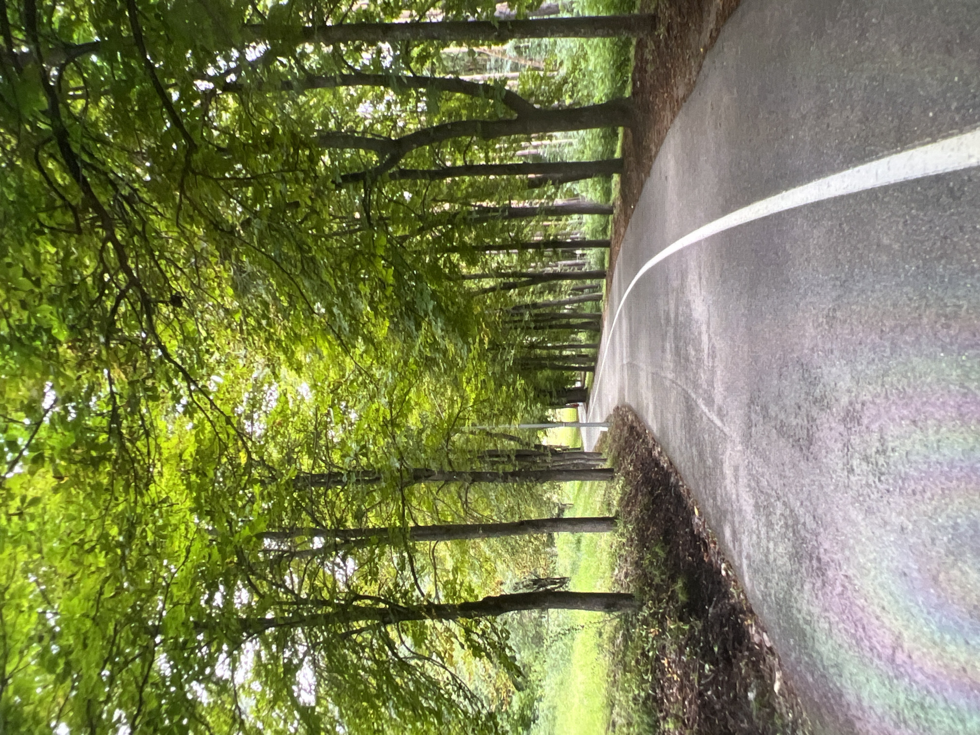 A paved pathway curves through a park lined with mature trees. The pathway is marked with a white line down the center and appears to be a pedestrian or cycling path. The trees are lush and green, forming a canopy overhead, with sunlight dappling through the leaves. The ground beside the path is covered with grass and fallen leaves. In the distance, the path disappears around a bend, suggesting a longer route through the park. The overall impression is one of a serene and natural urban park setting.