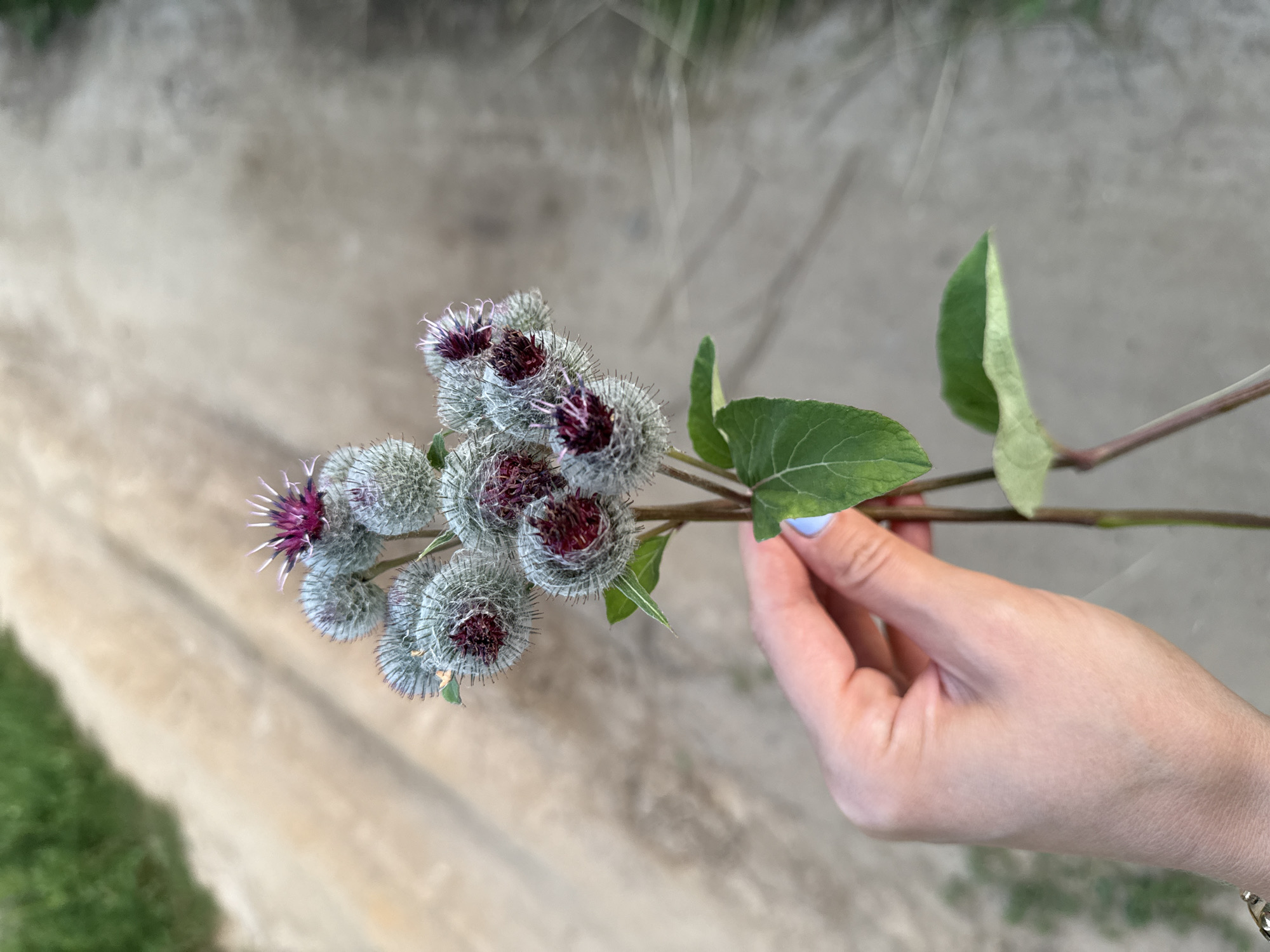 A person's hand, with light-toned skin and a subtle blue nail polish, holds a cluster of burdock flower heads. The burdock heads are round and spiky, with fuzzy grey exteriors and deep red interiors, some topped with delicate purple petals. The stems and leaves of the plant are green. The background is a blurred, dusty dirt path with hints of green vegetation on either side, suggesting an outdoor, possibly rural or semi-rural, environment. The image does not contain any information that would allow for identification of the location within Mahilyow, Belarus.