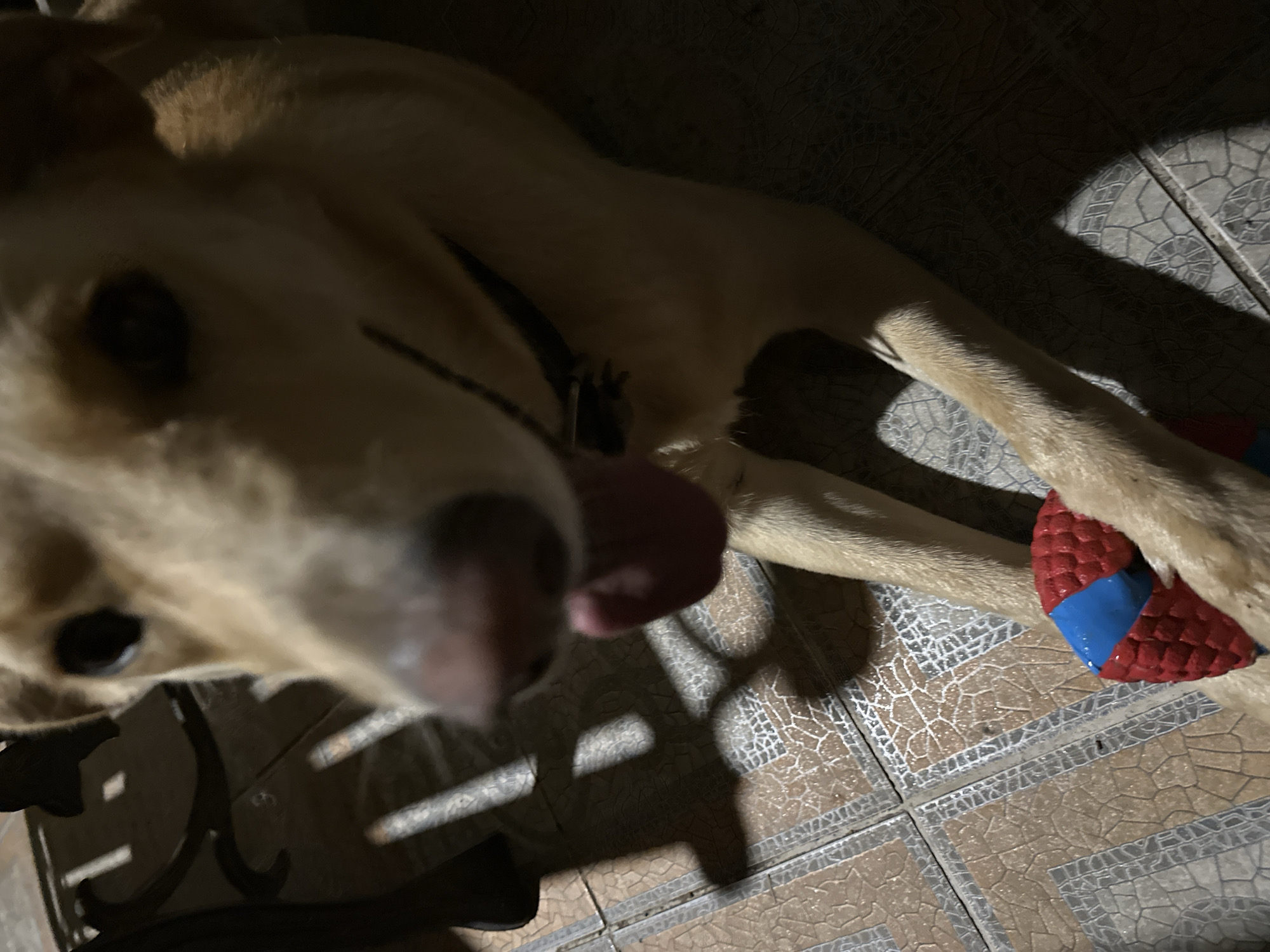 The image shows a close-up of a light-colored dog lying on a tiled floor. The dog's head is mostly in focus, with its tongue hanging out. A red and blue toy is visible in front of the dog, held by its front paws. The background shows shadows cast by an unseen object, possibly furniture, on the tiled surface. The overall lighting suggests it is indoors or in a shaded outdoor area. There is no indication of the city of Sochi, Russia, or any urban environment in the image.