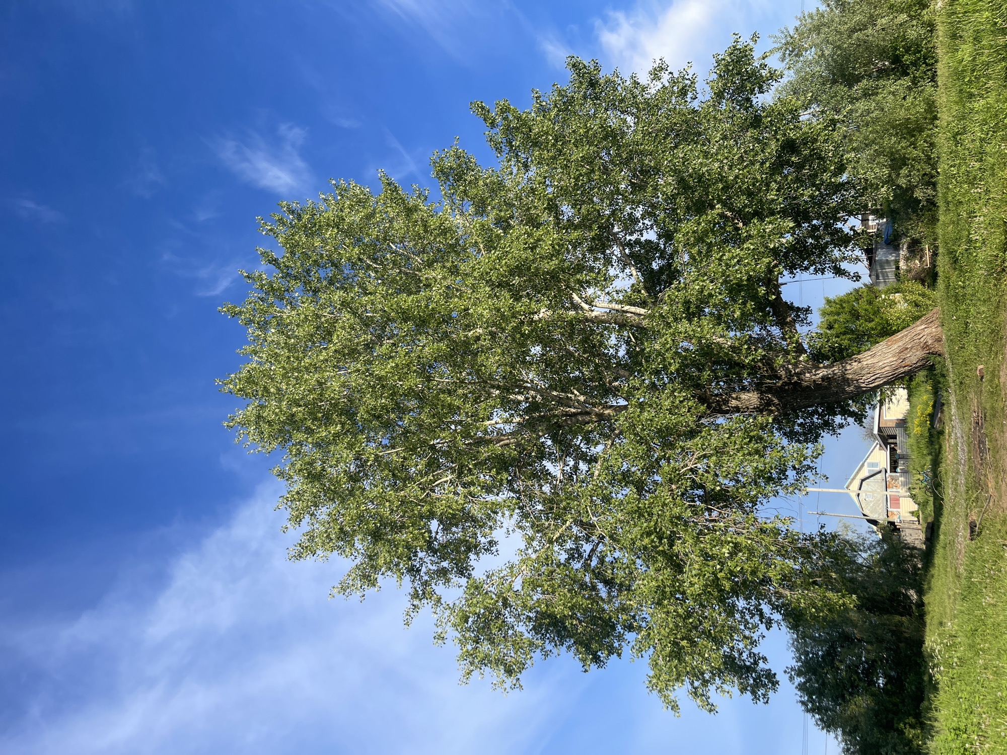 The image displays a vibrant outdoor scene dominated by a large, mature deciduous tree against a clear blue sky. The tree, likely a poplar, is positioned on the left side of the frame, its thick, textured trunk visible at the bottom and its full, leafy canopy extending upwards and across a significant portion of the image. The leaves are a fresh green, well-lit by sunlight.
The sky, occupying the upper and right sections, is a deep, cloudless blue with several wispy white cirrus clouds, indicating fair weather during the daytime, likely late morning or early afternoon.
To the right of the large tree, a grassy area or field is visible, featuring lush green grass and scattered dandelions. Further in the background on the right, a modest, light-colored house with a pitched roof and a distinctive red-orange detail (possibly a door or trim) can be seen. A blue bicycle is parked or leaning near the house. Additional green trees and foliage are present in the distance, contributing to a natural, rural, or semi-rural setting. The scene is static, with no discernible activity or visible text. The overall impression is one of tranquility and natural beauty, consistent with the described location of Chaikovsky, Russia.
