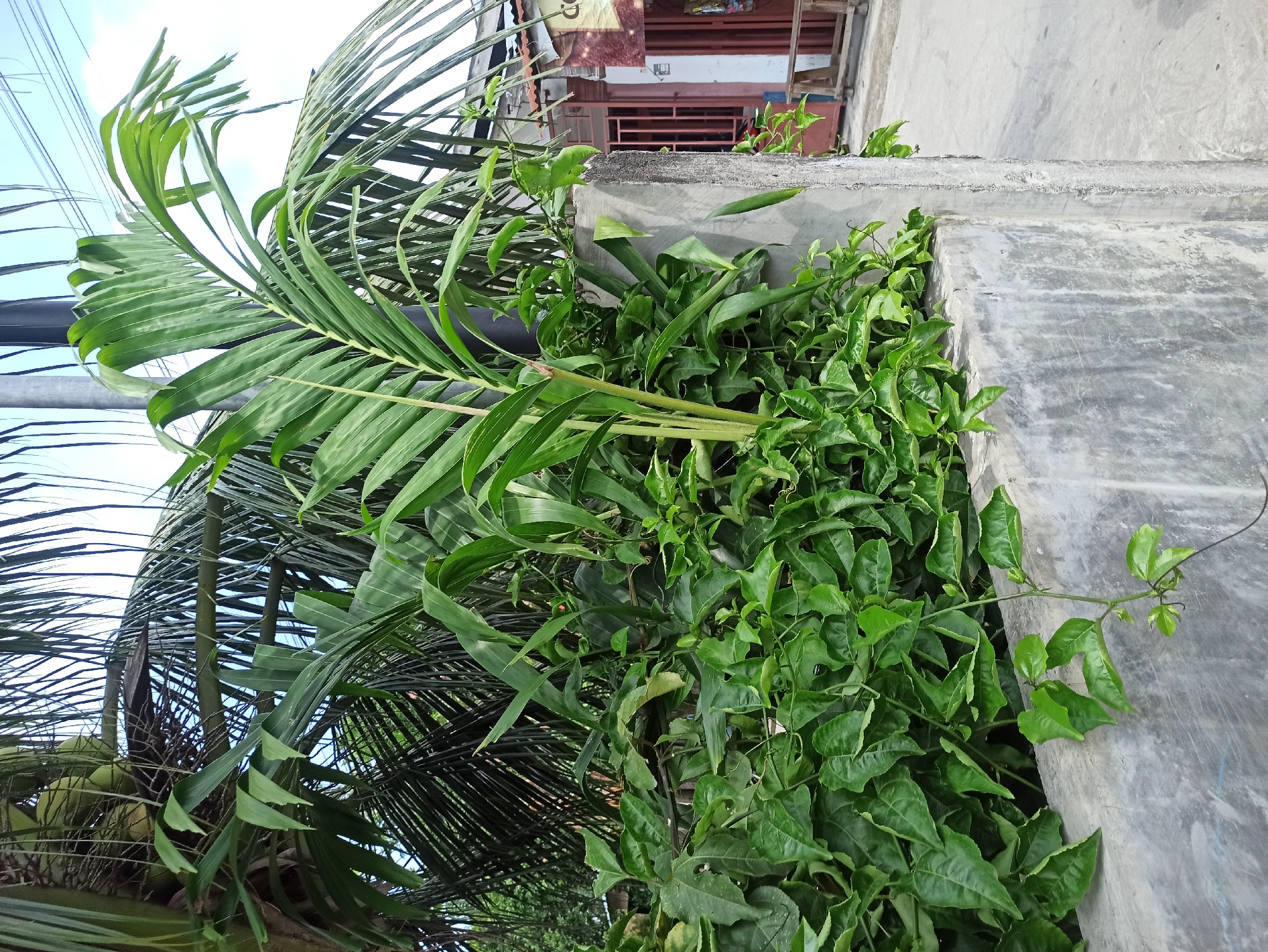 A medium-angle shot captures a dense collection of green foliage, including palm fronds and smaller leafy plants, growing along a rough, grey concrete wall. The wall, likely a boundary or planter, runs diagonally from the lower left to the middle right of the frame. Behind the wall and foliage, a light-colored utility pole is visible on the left, and further back, a building with a tin roof and red-framed doors and windows can be seen. The scene appears to be outdoors, with a bright sky, suggesting it is daytime. The foliage is lush and verdant, with some vines trailing over the top of the concrete wall. The overall impression is one of overgrown nature in an urban or semi-urban setting.