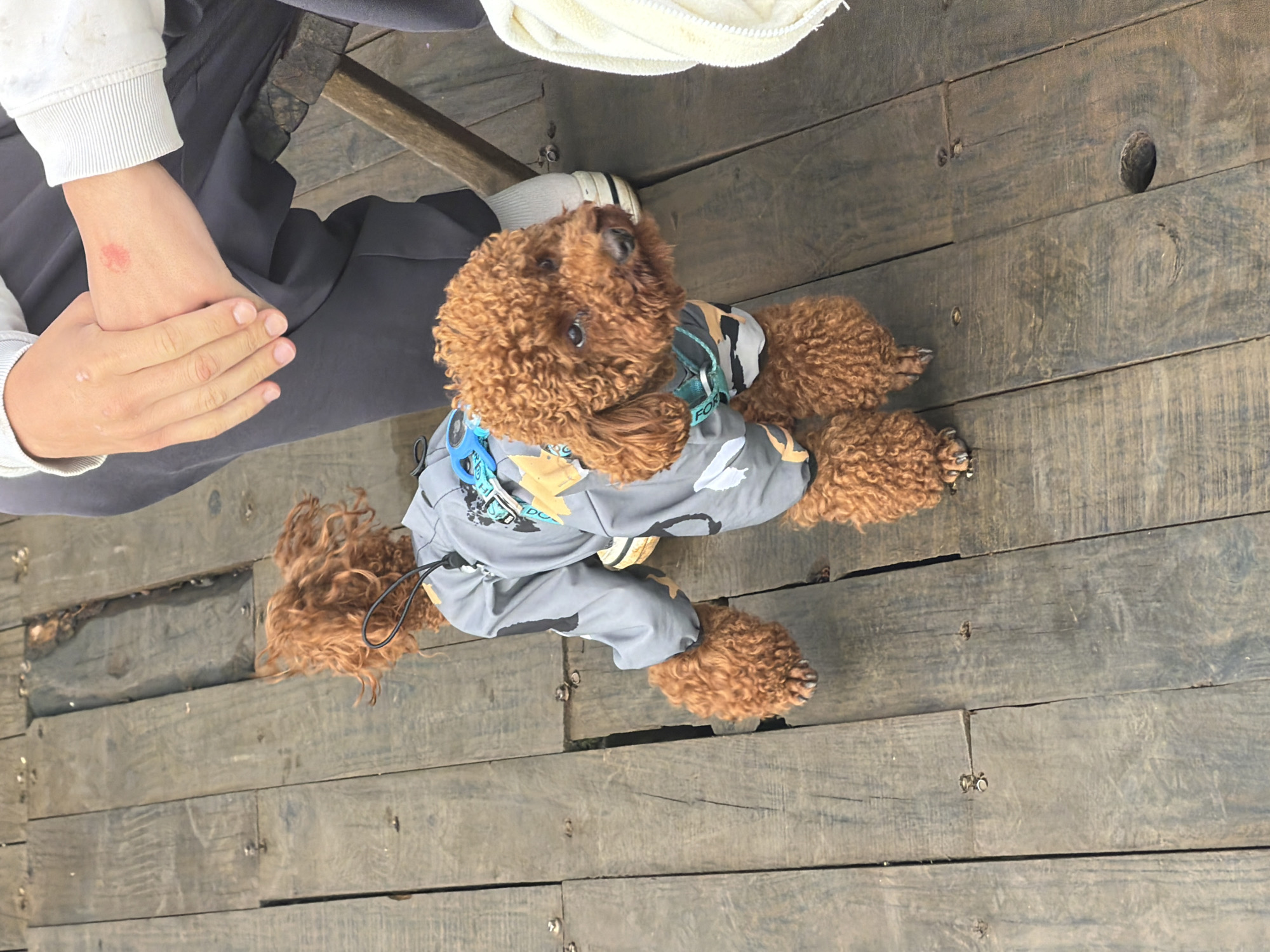 A brown poodle wearing a grey jacket with colorful patterns stands on a weathered wooden deck. The dog's curly fur is prominent, and it is looking to the right. To the left of the dog, a person's legs are visible, wearing dark pants and a white shoe. The wooden planks of the deck show signs of age and wear, with gaps and nails visible. There is a slight shadow cast on the deck. The scene appears to be outdoors, likely in a public area or a waterfront setting. The image does not provide specific clues about the location within Phát Chi, Vietnam.