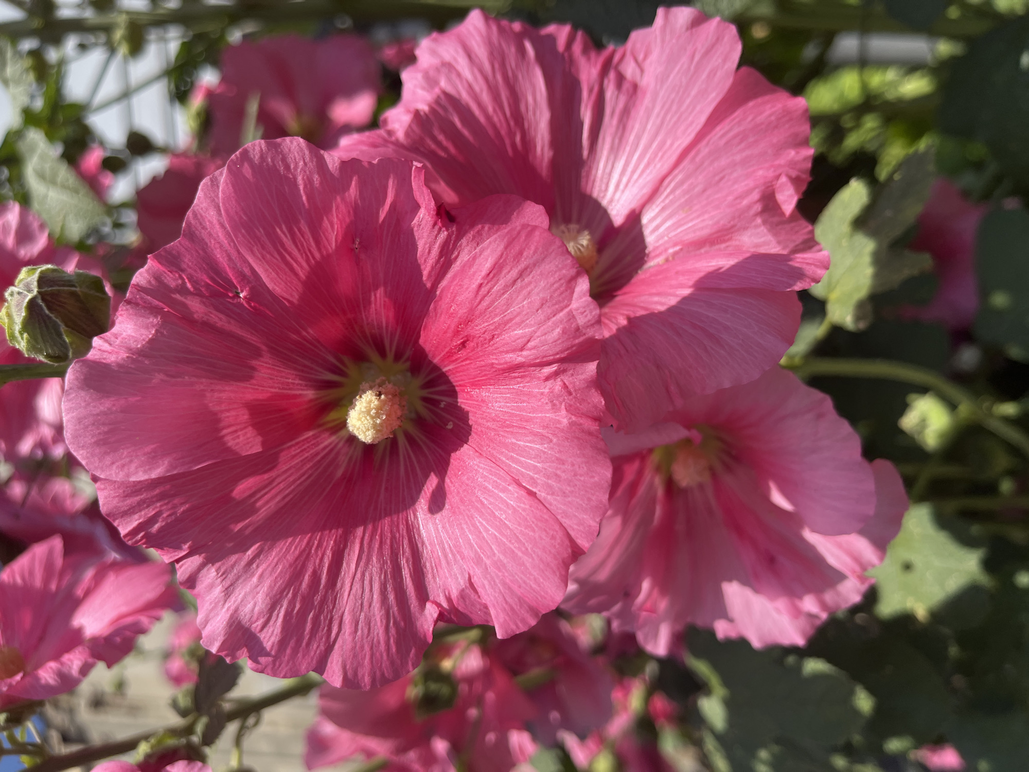 A close-up photograph captures a cluster of vibrant pink hollyhock flowers in full bloom. The focus is on the delicate petals, showcasing their intricate veining and soft texture. The stamen at the center of the dominant flower is a pale yellow, providing a subtle contrast to the surrounding pink. The background is softly blurred, hinting at a garden setting with green leaves and possibly other flowers. The lighting suggests a sunny day, with natural light illuminating the blooms. The image does not provide any specific indicators to determine its exact location within Krasnodar, Russia.