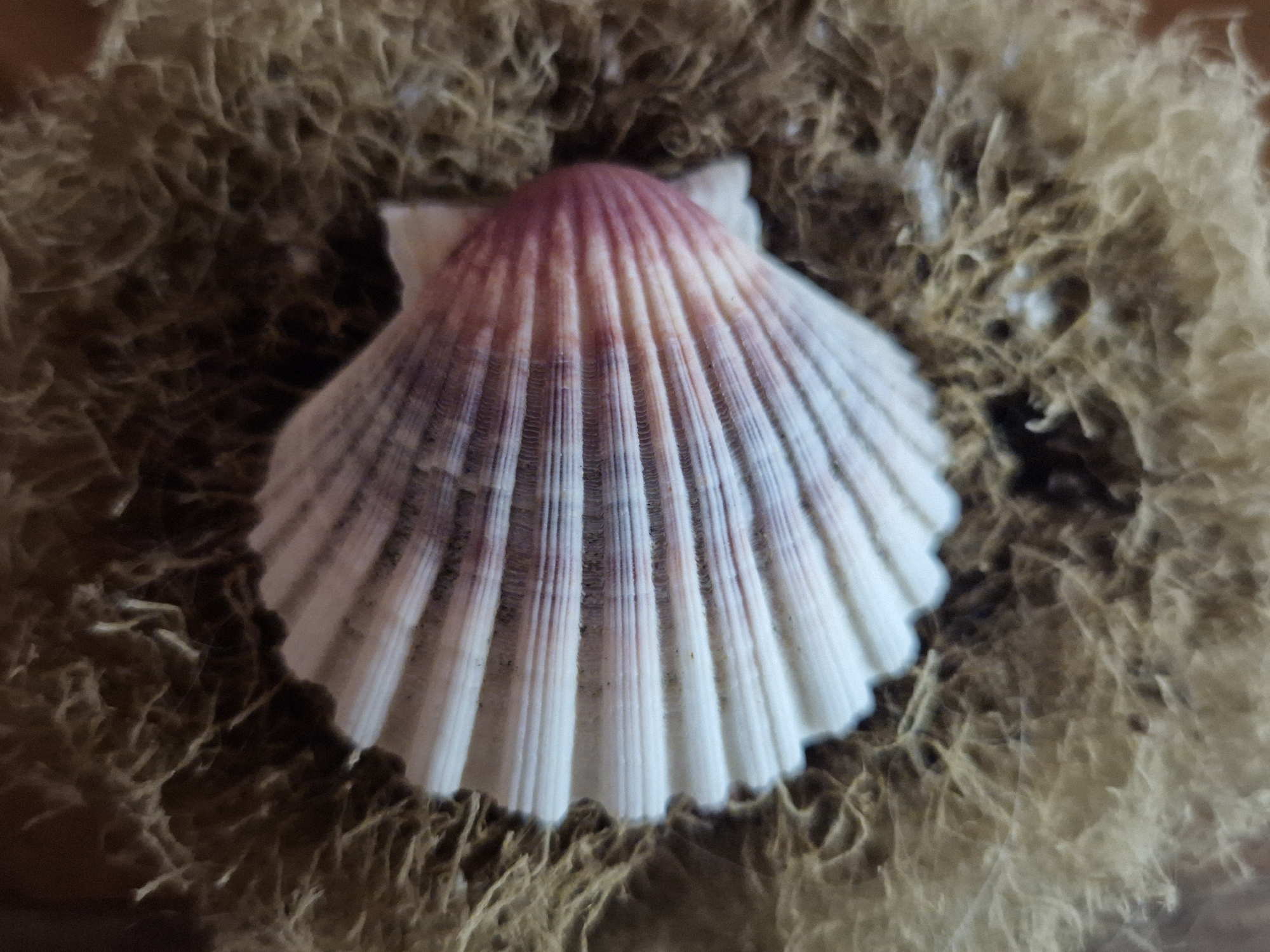 The image is a close-up, overhead shot of a single scallop shell nestled in dried seaweed. The shell is predominantly white with delicate pink and purple striations radiating from its apex. The seaweed forms a textured, earthy-brown backdrop that surrounds the shell. There are no people or discernible actions depicted. The scene appears to be an indoor or staged setting, not specifically identifiable as being located within the city of Taranto, Italy.