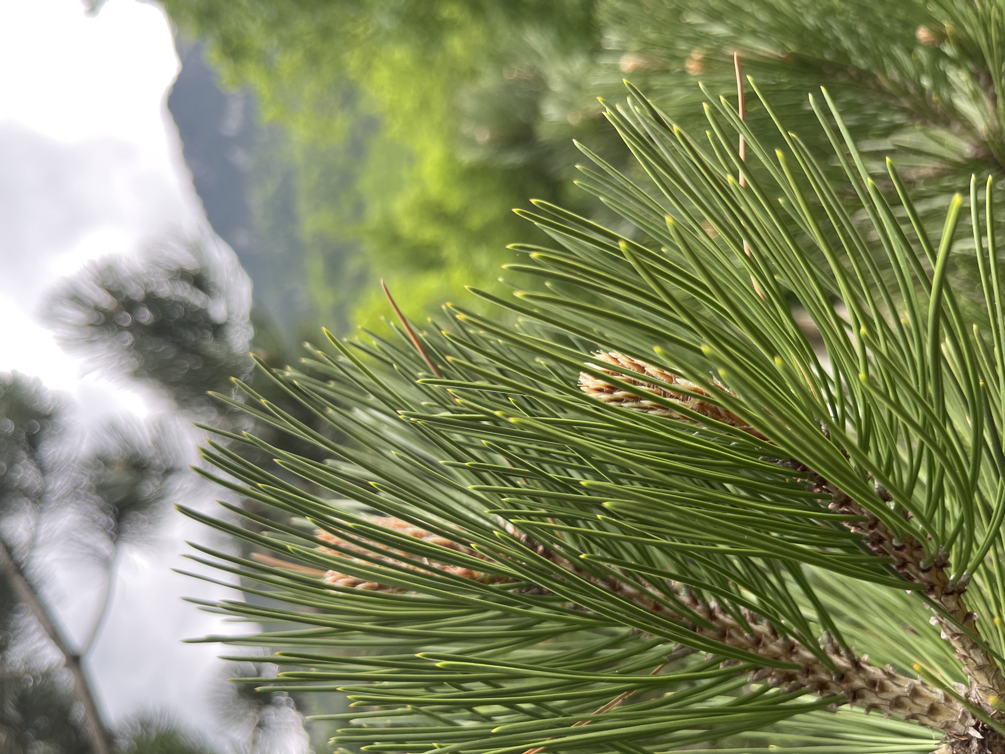 The image depicts a close-up of pine needles against a blurred background. The pine needles are green and arranged in clusters. A small brown pinecone is visible among the needles. In the background, there are blurred shapes that could be trees and mountains, suggesting a natural environment. Based on the location mentioned (Crna Poda, Montenegro), this is likely a pine forest within a mountainous region. There are no people, actions, or interactions evident in the image.