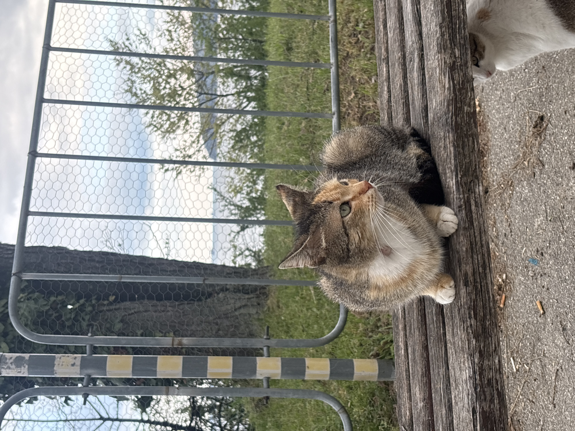 This daylight image captures an outdoor scene featuring two cats, a metal fence, and a wooden bench. The primary subject is a calico/tabby cat, with a mix of greyish-brown tabby fur, tan/orange patches on its face and legs, and a white chest and belly. The cat is sitting on a concrete path next to a weathered wooden bench, looking upwards and slightly to the right with perked ears, curious green eyes, and prominent white whiskers.
Behind the wooden bench, a second cat, mostly white with light brown or orange markings, is partially visible, with its head and part of its body peeking out from behind a concrete edge.
In the midground, a metal fence with horizontal bars and a chicken wire mesh separates the immediate area from a grassy expanse and trees. A barrier with alternating yellow and grey stripes is visible below the fence. The background reveals a distant body of water, likely the Black Sea, given the Varna context, beneath a soft, cloudy sky. The lighting is natural and diffuse, suggesting an overcast day. Scattered cigarette butts and small debris are present on the concrete path. No visible text is present.