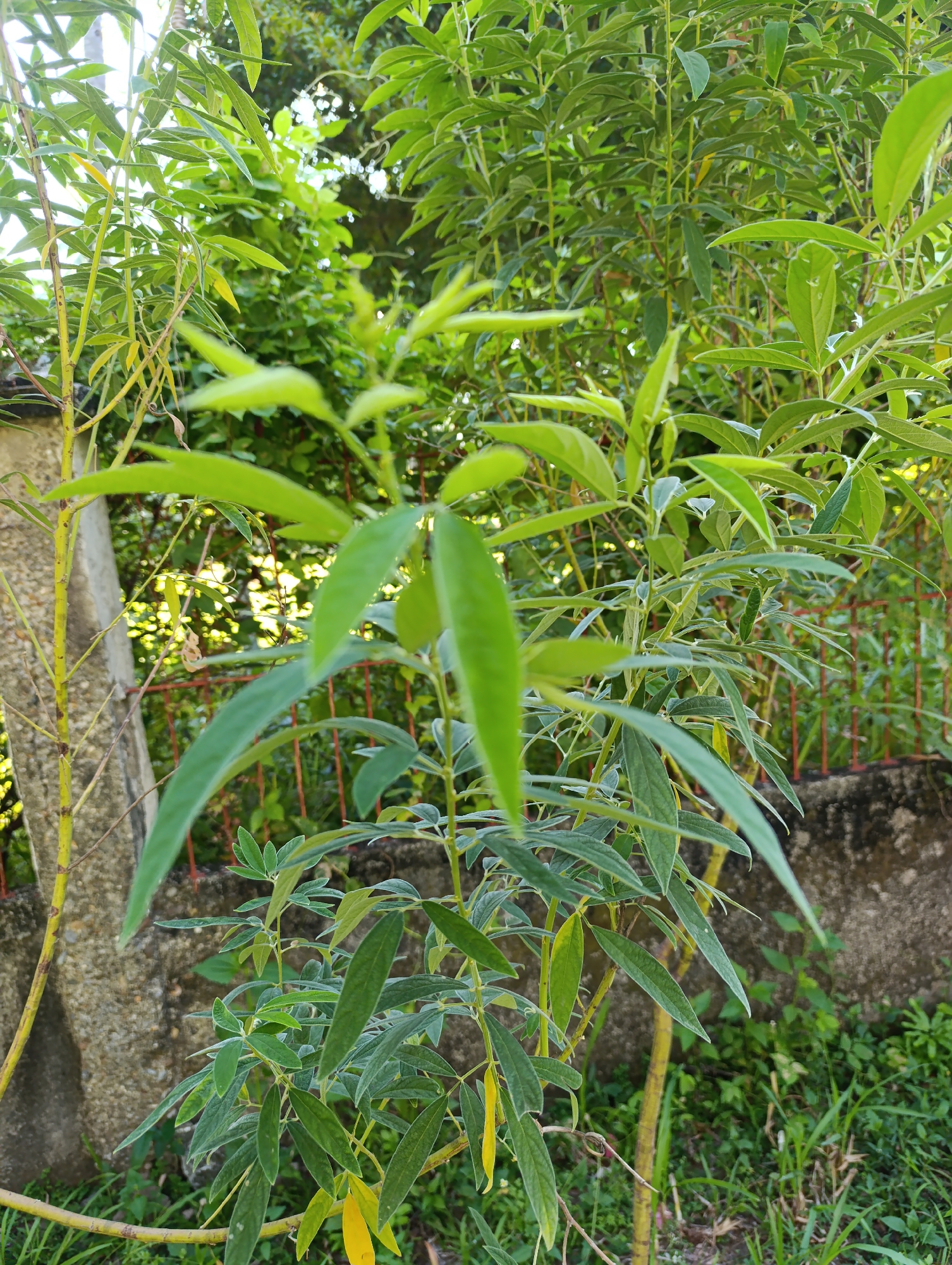 A medium shot captures a vibrant green plant with slender, elongated leaves and thin stems. The plant is positioned in the foreground, with its leaves and branches filling a significant portion of the frame. The background is a blur of green foliage, suggesting an outdoor, natural environment. Behind the plant, a concrete wall and a red wire fence are partially visible. The lighting suggests it is daytime, with sunlight filtering through the leaves, creating a dappled effect. The image is taken at a slightly upward angle, focusing on the plant's growth. The location is identified as Unknown, Unknown.