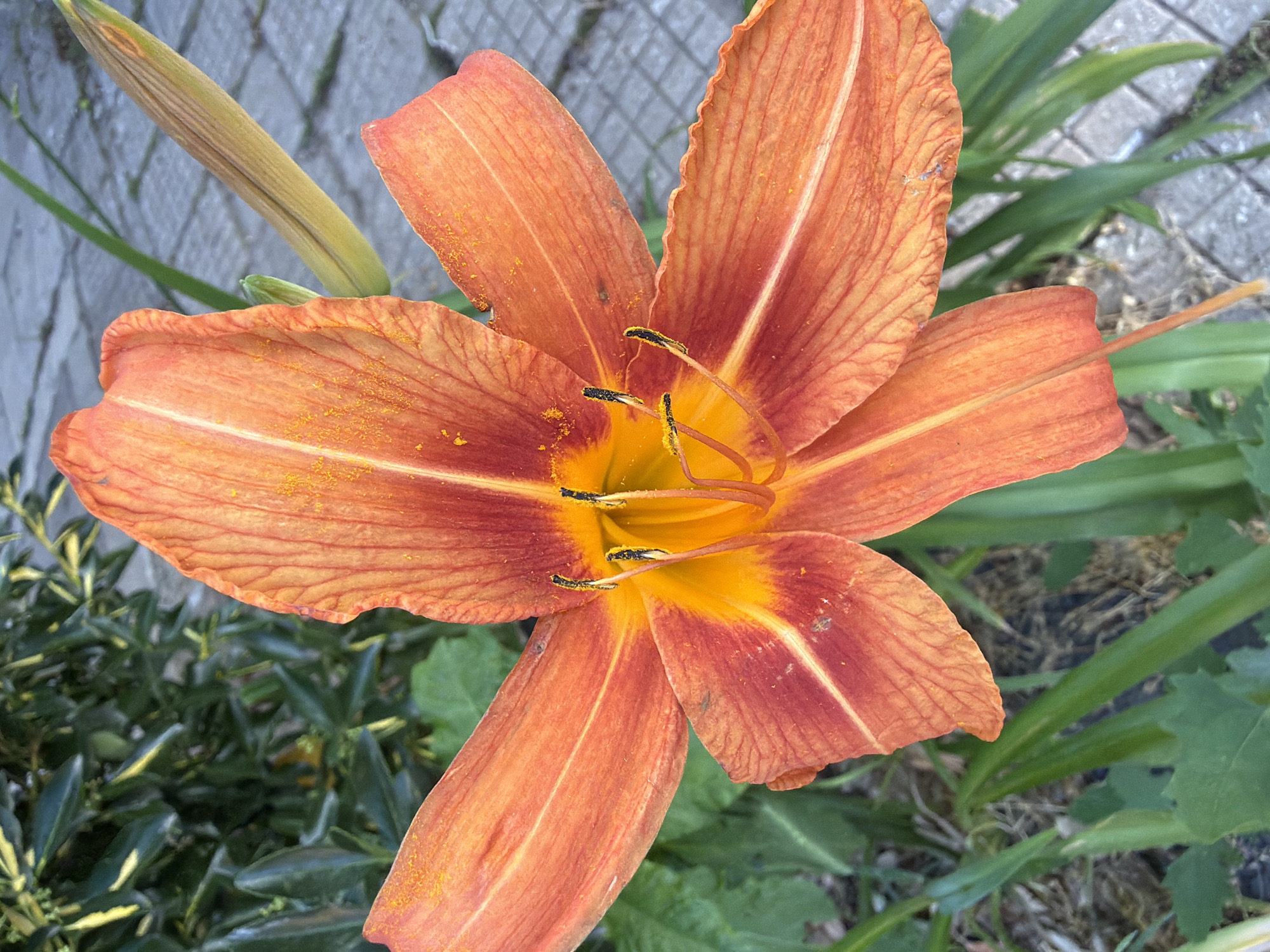 A close-up, eye-level shot captures a vibrant orange daylily in full bloom. The flower dominates the frame, its six petals unfurling with a delicate texture and prominent veins. Small specks of golden pollen are visible on the petals and in the center of the flower, where the stamens, tipped with black anthers, are also prominent. The flower's center transitions to a bright yellow-orange hue. To the right of the bloom, a green, elongated bud hints at future blossoms. The background is a blur of greenery, likely foliage, with a hint of a grey, paved surface suggesting an outdoor urban setting. This scene could be found in a park or garden in Pazardzhik, Bulgaria, a city known for its green spaces. No people are present in the image.