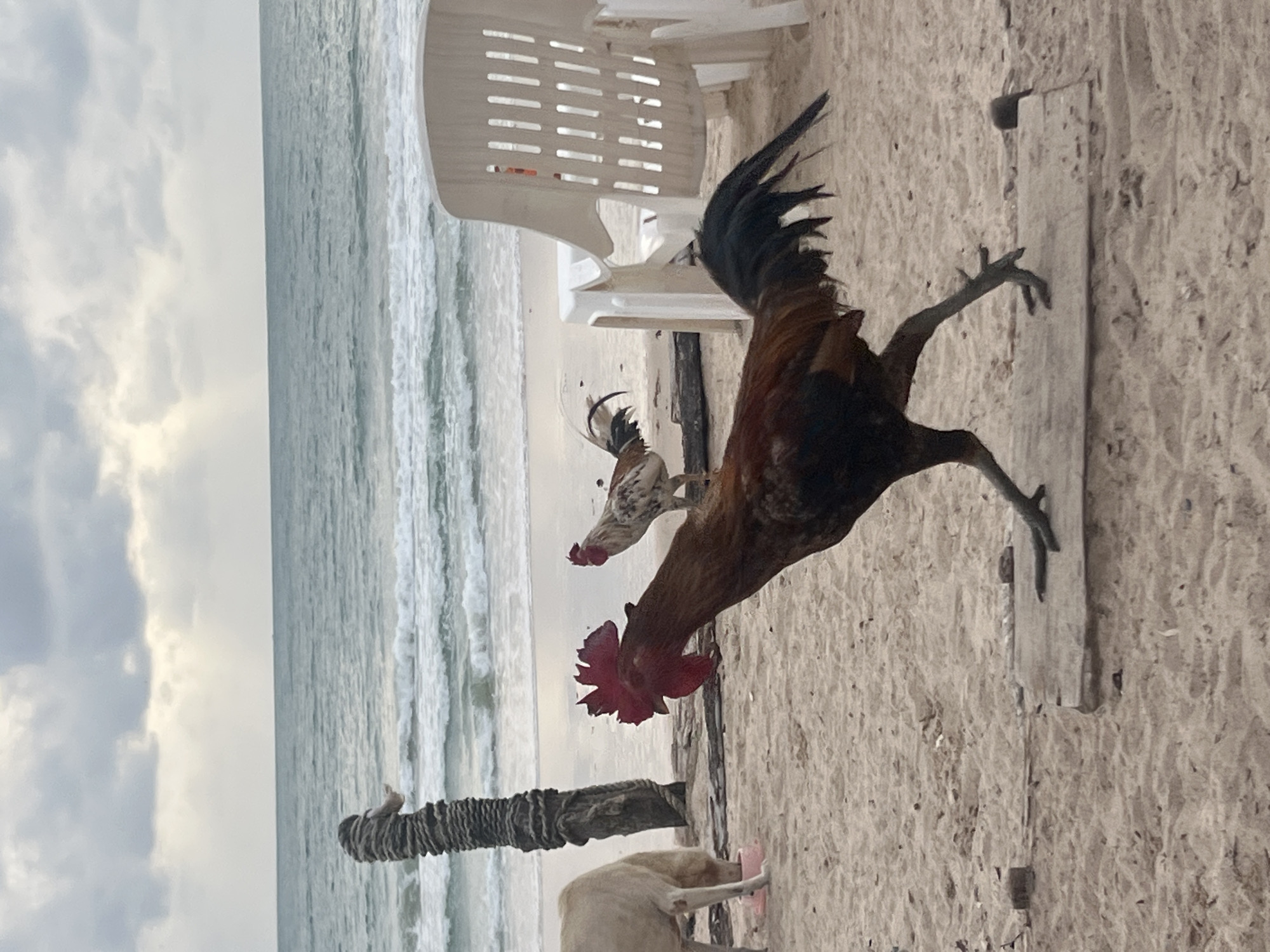 The image depicts a beach scene in Choeng Thale, Thailand, under an overcast sky. In the foreground, a large rooster with dark brown and red plumage is walking on a sandy surface, its left leg extended forward. A piece of light-colored wood lies on the sand beneath its feet. To the left of the rooster, a white or light-colored dog is partially visible, its head lowered as if eating or drinking from a pink bowl. Behind the dog and slightly to the left of the frame's center is a weathered, dark, vertical object resembling a dead tree trunk or a thick wooden post wrapped with rope. Further back, on the sand, a smaller rooster with white, black, and red feathers stands facing to the right. In the middle ground, the ocean stretches to the horizon, with moderate waves breaking on the shore. On the right side of the image, a white plastic beach chair is positioned facing the ocean. The overall environment is a beach with sand, sea, and sky.