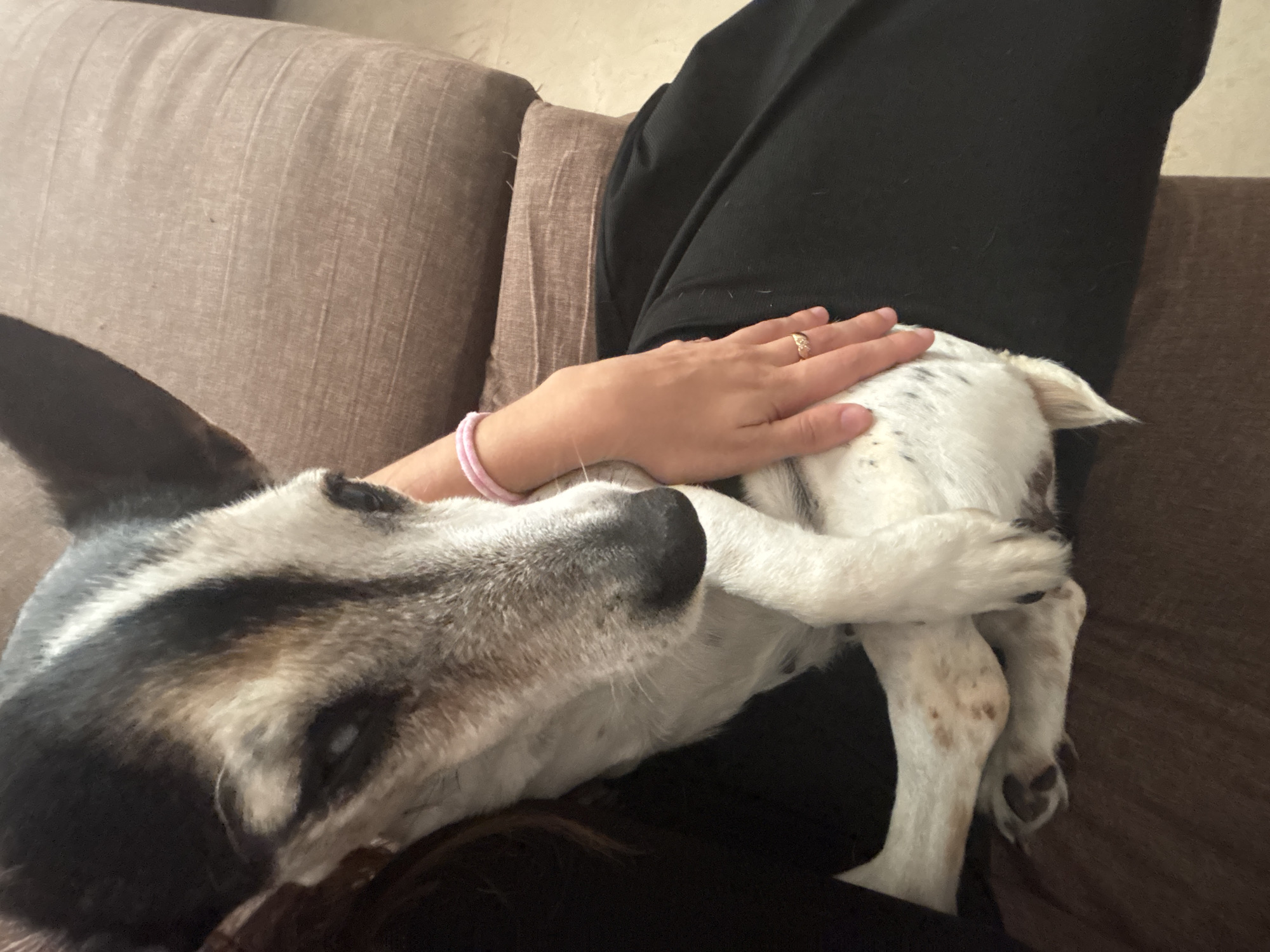 The image shows a close-up of a person holding a medium-sized dog. The dog has white fur with black and tan markings on its head and back. Its eyes are partially closed, and it appears to be resting its head on the person's lap. The person is wearing a black garment, and their right hand, adorned with a ring and a pink bracelet, is resting on the dog's body. The background consists of a brown sofa. There is no visible indication of the location in the city of Orihuela, Spain.