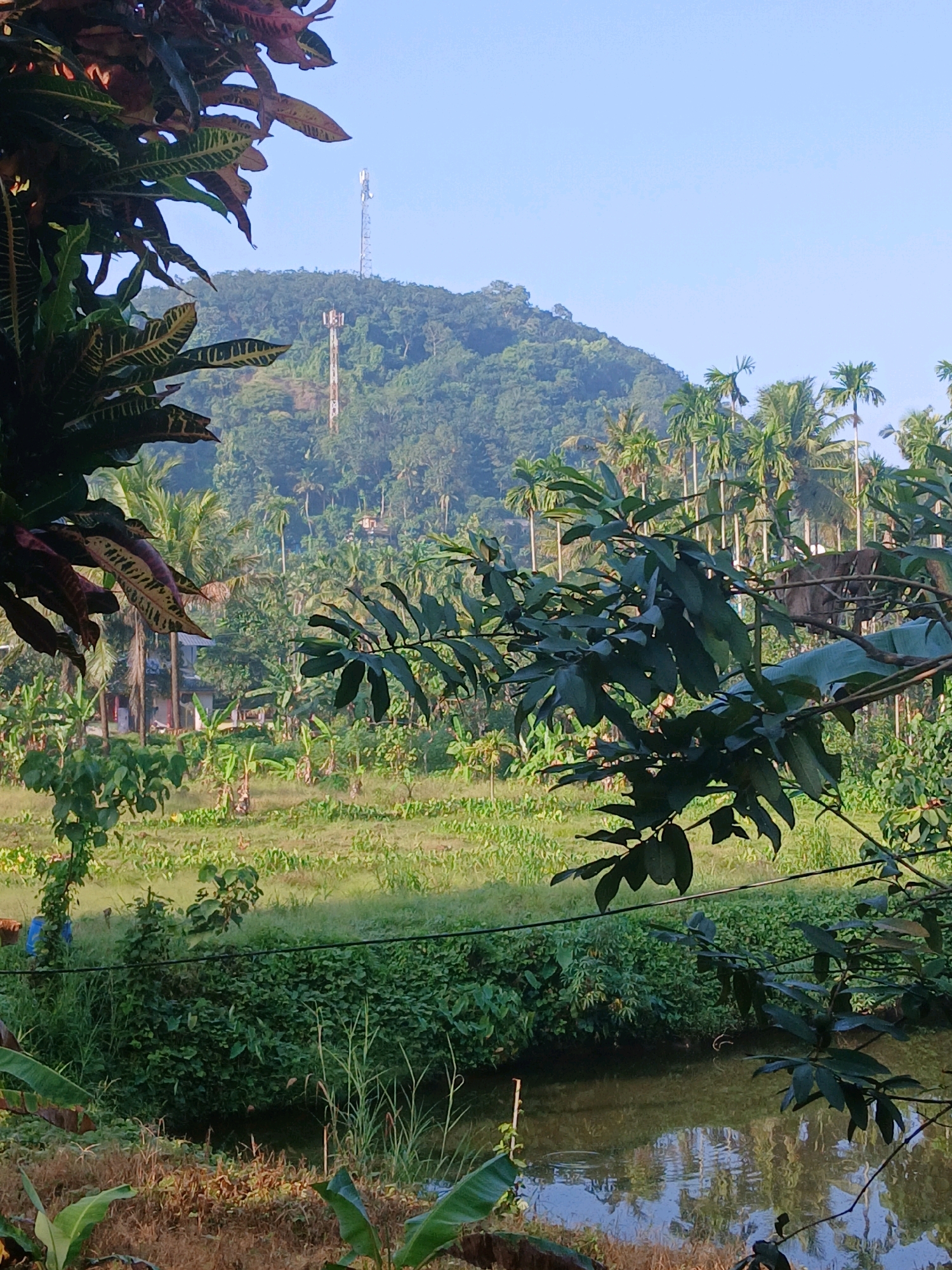The image depicts a rural landscape in Kunnikode, India. In the foreground, dark green leaves of a plant obscure the view. Beyond this foliage is a body of water reflecting the sky and surrounding vegetation. A dense thicket of green bushes lines the edge of the water. Further back, a field of green crops extends towards a line of tall palm trees. In the mid-ground, there are buildings and what appear to be banana trees and other assorted vegetation. In the background, a verdant, tree-covered hill rises, topped by two telecommunications towers. The sky above is clear and pale blue. The scene suggests a natural environment with human infrastructure present.