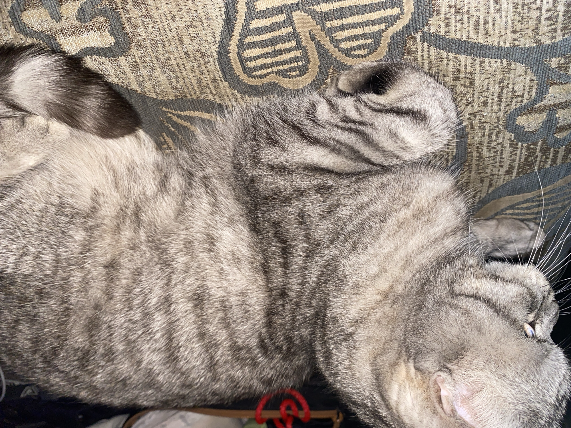 A gray tabby cat is lying on a patterned couch. The cat's tail is visible on the left side of the image, and its head is on the right. The cat is curled up, with its paws near its head. There are some red, tangled items under the cat and to the bottom of the frame. The location of the image is unknown and cannot be identified as Chaikovsky, Russia.