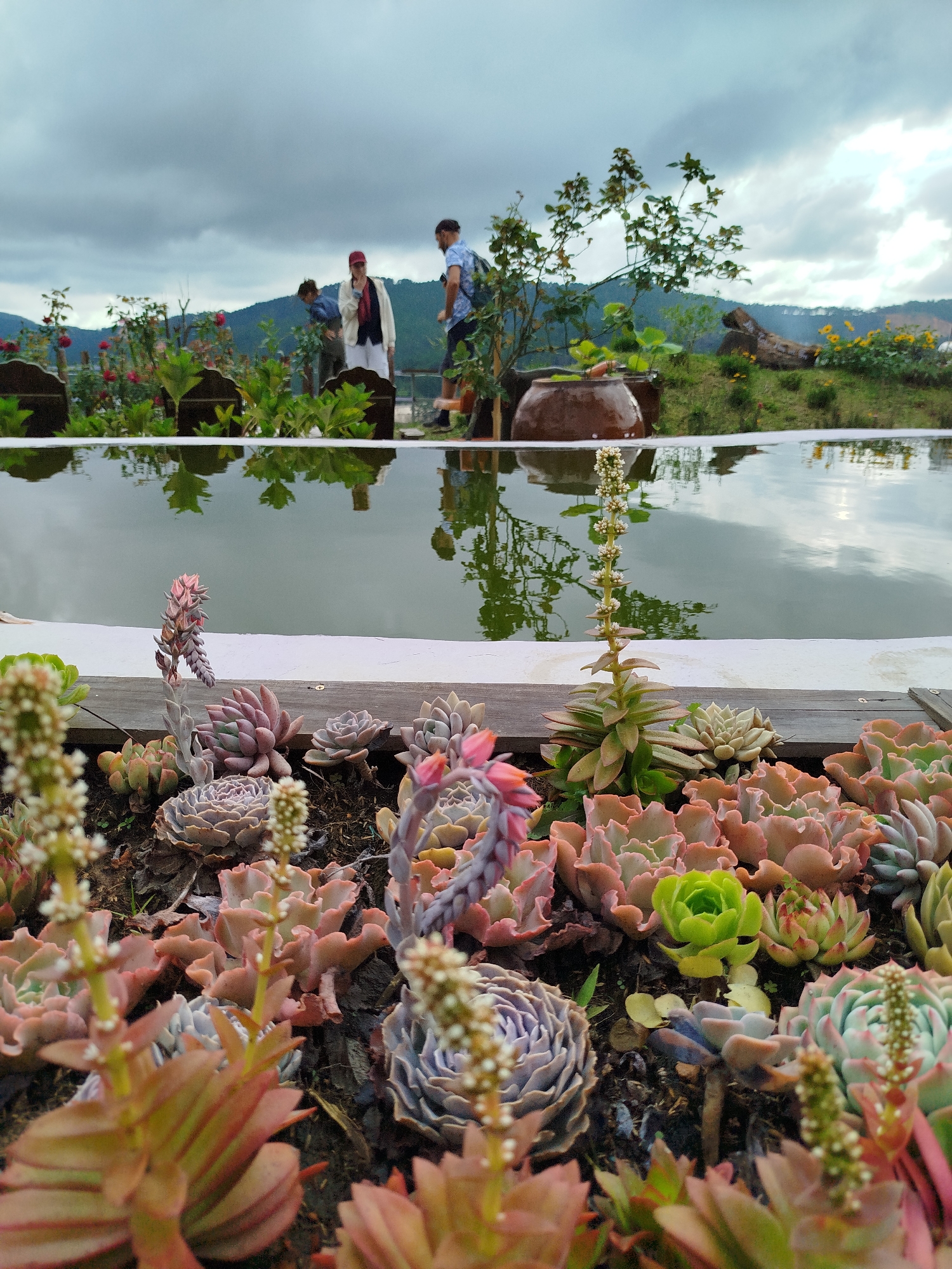 This image depicts a collection of succulents in the foreground, planted in dark soil and arranged in a dense cluster. The succulents exhibit a variety of shapes and colors, including pink, green, purple, and muted orange hues. Many have tightly packed rosettes, while others are more elongated with fleshy leaves. Delicate white flower stalks emerge from some of the plants.
In the background, a calm body of water reflects the overcast sky and the surrounding landscape. A white border frames the water. Beyond the water, a lush green hillside is visible, dotted with trees and a large, dark brown ceramic pot. The sky is cloudy, suggesting a potentially cool or damp day.
On the hillside, three individuals are present. Two appear to be standing and looking towards the plants, one wearing a red cap and a light-colored jacket, the other in a blue shirt. A third person, further to the right and wearing a patterned shirt, is also looking away from the camera. The overall impression is of a garden or park setting, likely a tourist attraction or a private residence in Da Lat, Vietnam, known for its cool climate and popularity with succulent growers.