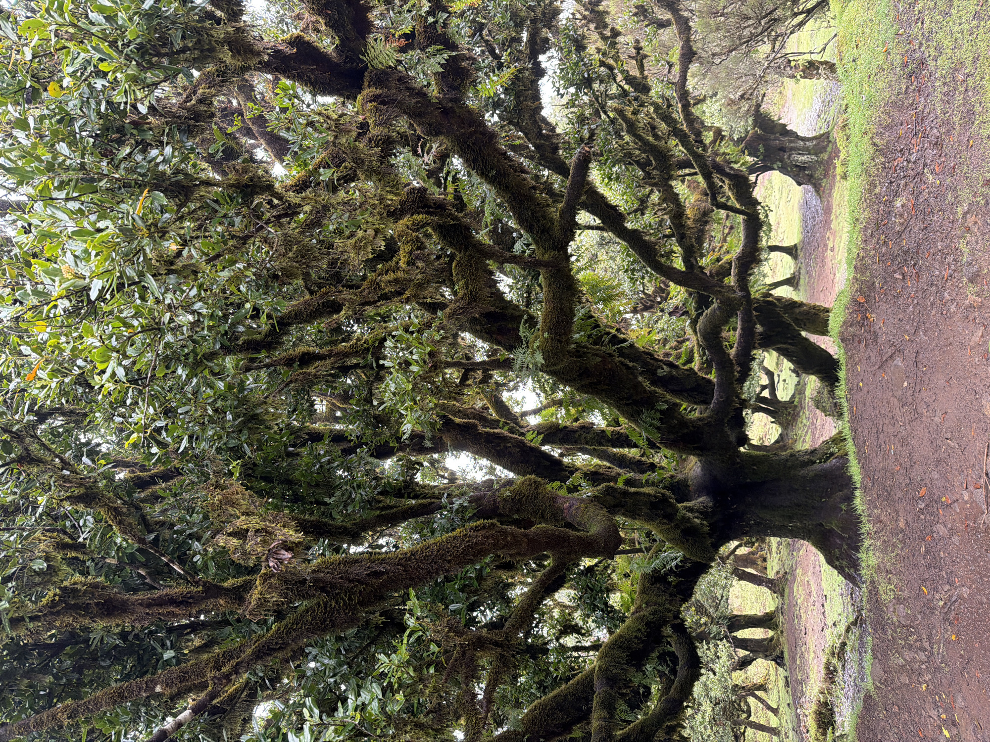 The image shows a forest scene in Fanal Forest, Porto Moniz, Portugal. A pathway of reddish-brown soil is visible on the right side of the image. Tall, moss-covered trees with gnarled branches line the pathway. The trees have green leaves, and some branches are covered in moss. The environment appears damp and overcast.