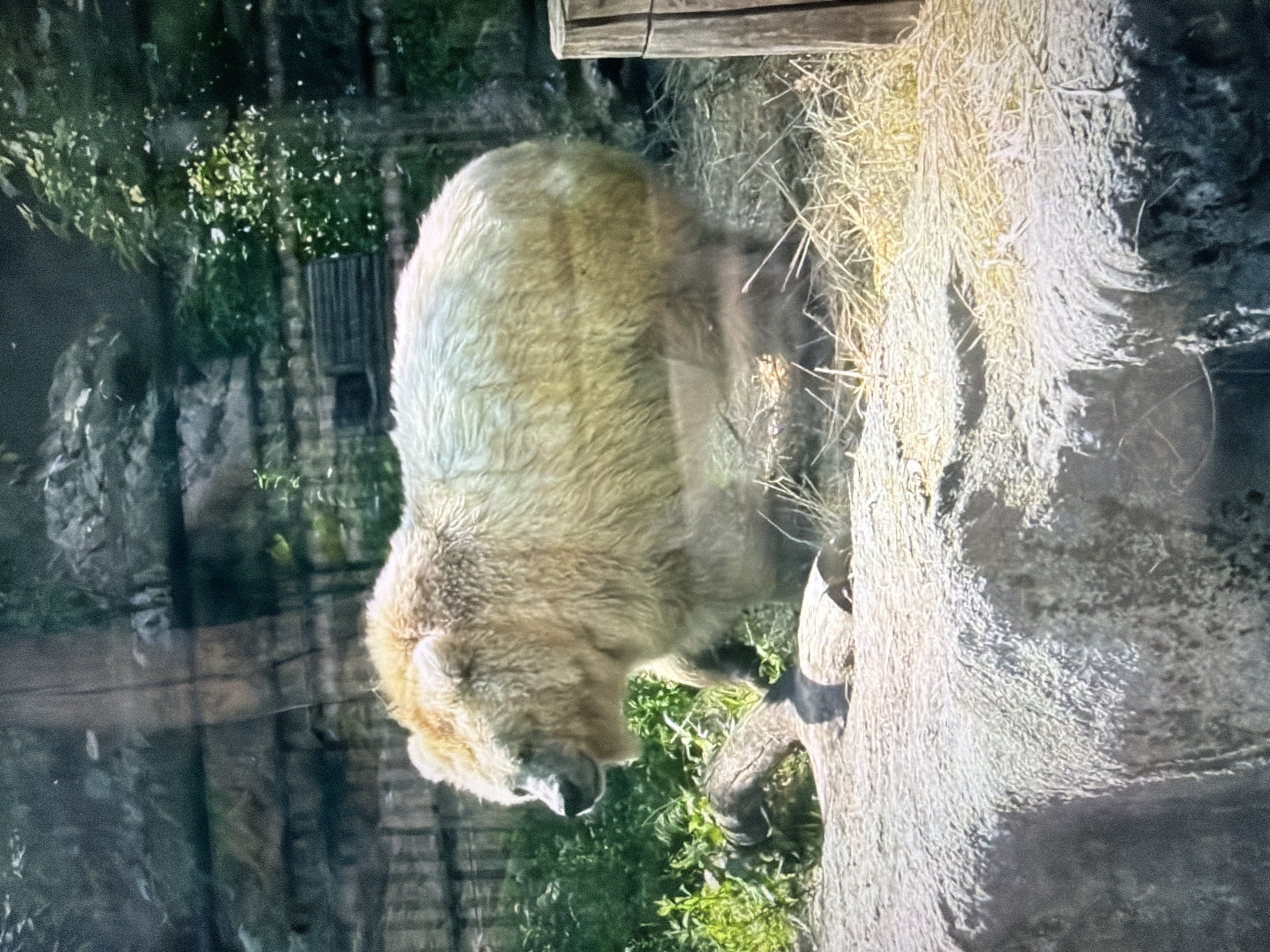 The image shows a large, light-brown bear standing on its hind legs on a rocky surface, with dry grass and some greenery in the background. The bear is facing left, with its head turned slightly towards the viewer. Its fur is thick and appears somewhat matted. Behind the bear, there is a wooden fence-like structure and dense foliage. In the foreground, there is a large, rough-textured rock formation. The image appears to be taken outdoors in a zoo or a wildlife enclosure. There are no people visible in the image. The image is taken from a slight angle looking up at the bear. The lighting suggests it is daytime. The image is grainy and there are reflections visible, suggesting it might have been taken through glass. There is no discernible information about the location being in Kyiv, Ukraine.