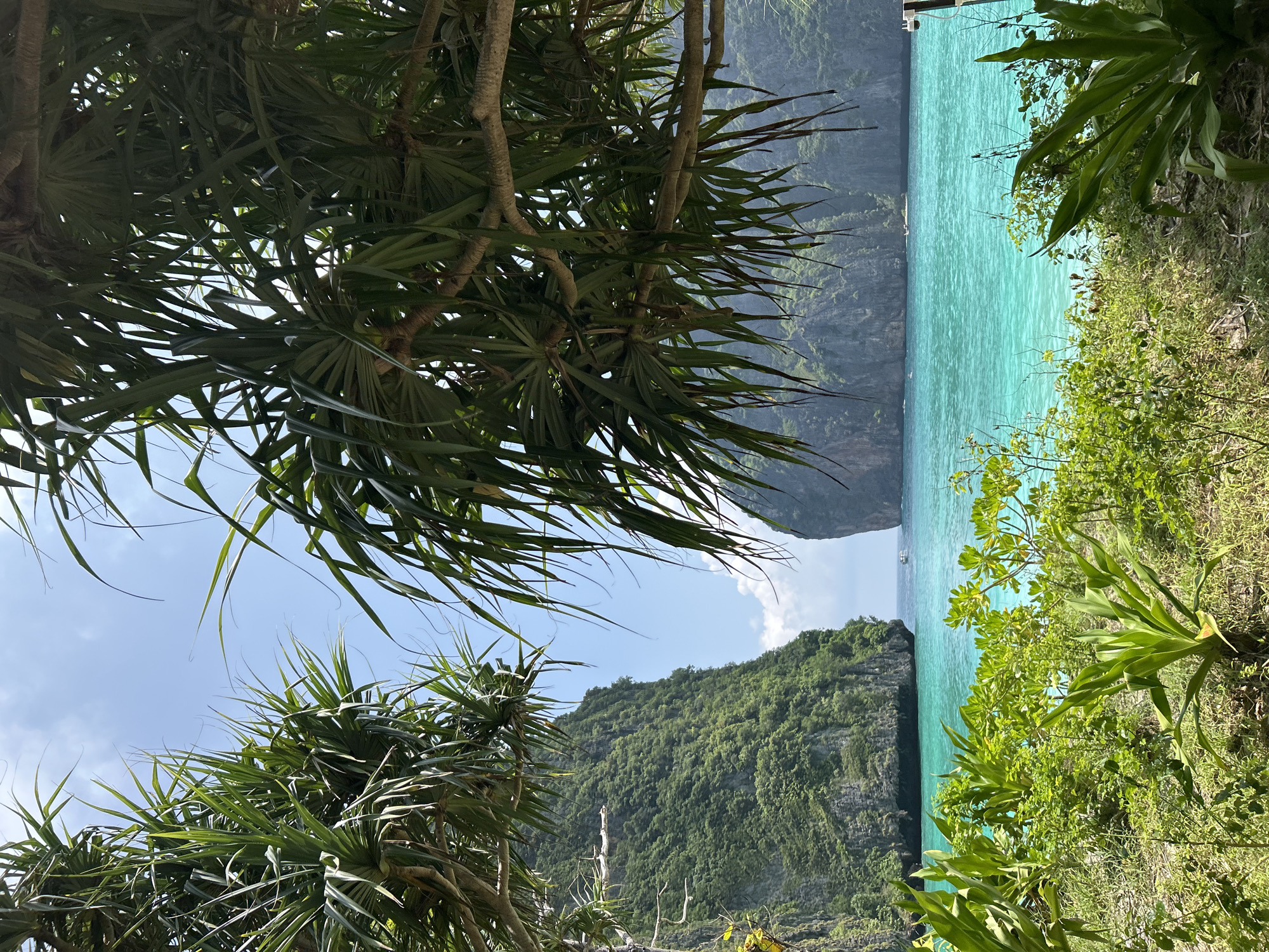 This is a photograph of a tropical beach scene. In the foreground, lush green vegetation, including broad-leafed plants and grasses, covers the sandy ground. Some of the foliage is in sharp focus, while other parts are slightly blurred, suggesting a shallow depth of field.
The midground is dominated by the strikingly turquoise, clear water of the ocean. The water is calm, with gentle ripples visible on its surface. Small white wakes from distant boats can be seen.
In the background, two imposing, verdant limestone karsts rise dramatically from the sea. They are covered in dense green foliage and appear to flank a cove or bay. The sky above is a clear blue, with a few wispy white clouds. The overall impression is one of a secluded and idyllic tropical paradise.
The scene is consistent with the iconic landscapes found in the Ao Nang area of Krabi province, Thailand, known for its stunning beaches and dramatic karst formations.