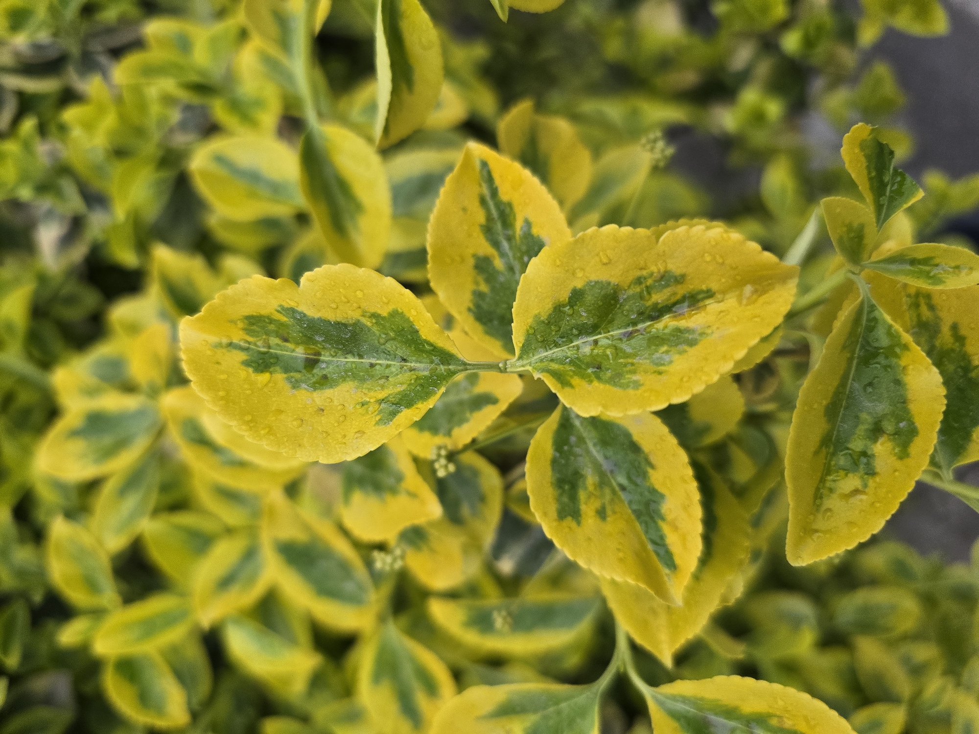 A close-up shot shows a cluster of green and yellow variegated leaves, likely from a plant. The leaves appear wet, possibly due to rain or dew, as small droplets are visible on their surfaces. The background consists of similar leaves, creating a sense of depth. The location is unknown, as no specific details are provided about people, objects, actions, interactions, or the environment.