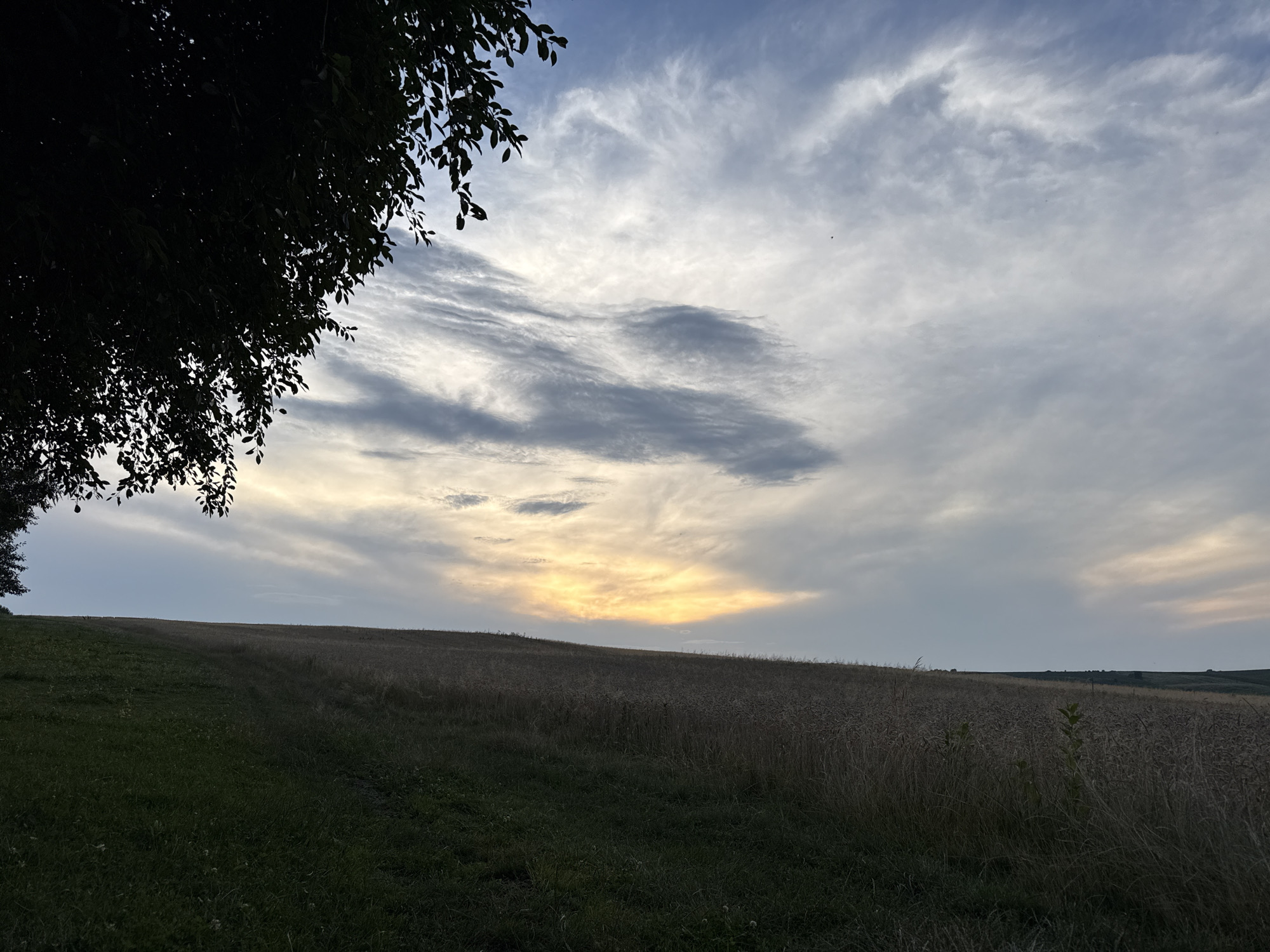An outdoor, horizontal, medium shot captures a rural landscape at dusk. The sky is filled with a dramatic display of clouds, ranging from dark grey to wispy white, with a prominent band of warm yellow and orange light illuminating the horizon. A silhouette of a tree branches into the upper left corner of the frame, its leaves dark against the sky. In the middle ground, a vast field of golden wheat stretches across rolling hills. In the foreground, a strip of dark green grass occupies the lower left quadrant. The scene evokes a sense of calm and natural beauty.