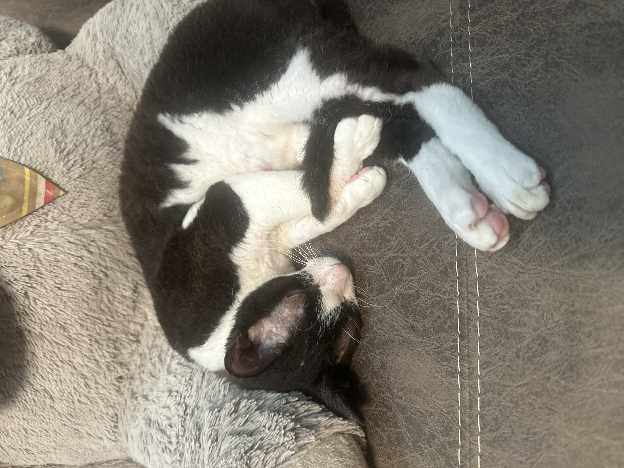 A black and white cat is curled up and sleeping on a brown leather couch. A large, fluffy gray stuffed animal is behind the cat. The cat's eyes are closed, and its paws are tucked under its body. The couch has visible stitching. The scene is indoors, with no clear indication of a specific location in Sayanogorsk, Russia.