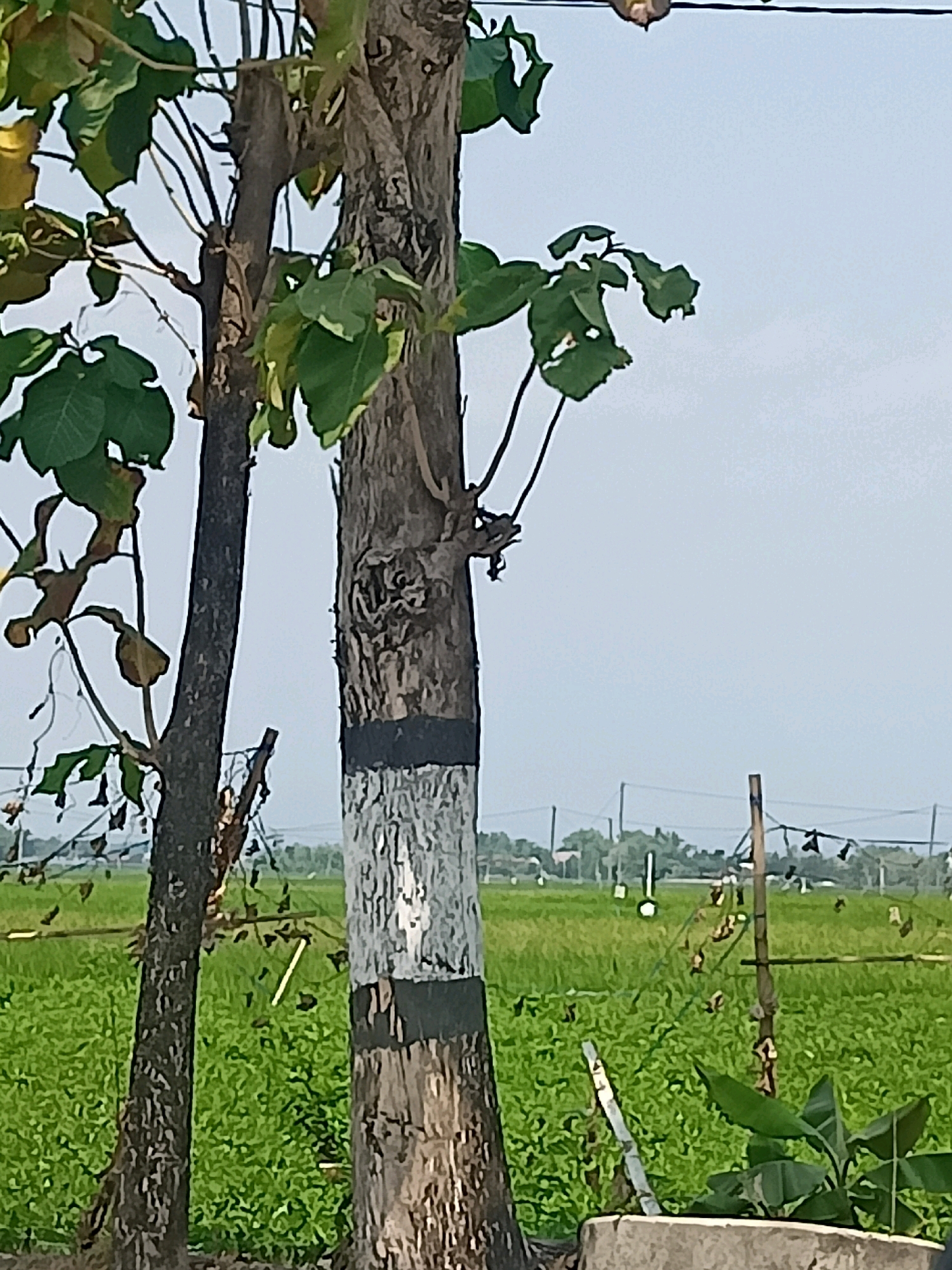 In Gabungan, Indonesia, this image captures a close-up view of two tree trunks in the foreground. The trunk on the right is wider and appears to have been painted with black and white bands. The trunk on the left is thinner and has a darker bark. Both trees have green leaves, with some showing signs of yellowing or drying. In the background, a vibrant green field stretches out, possibly a paddy field or agricultural land. A few wooden poles with what appear to be nets or wires strung between them are visible in the middle ground, suggesting a boundary or structure within the field. The sky above is a pale blue with a hazy quality, indicating it could be daytime. The overall scene suggests an outdoor environment, likely rural, with elements of nature and possibly some human infrastructure.