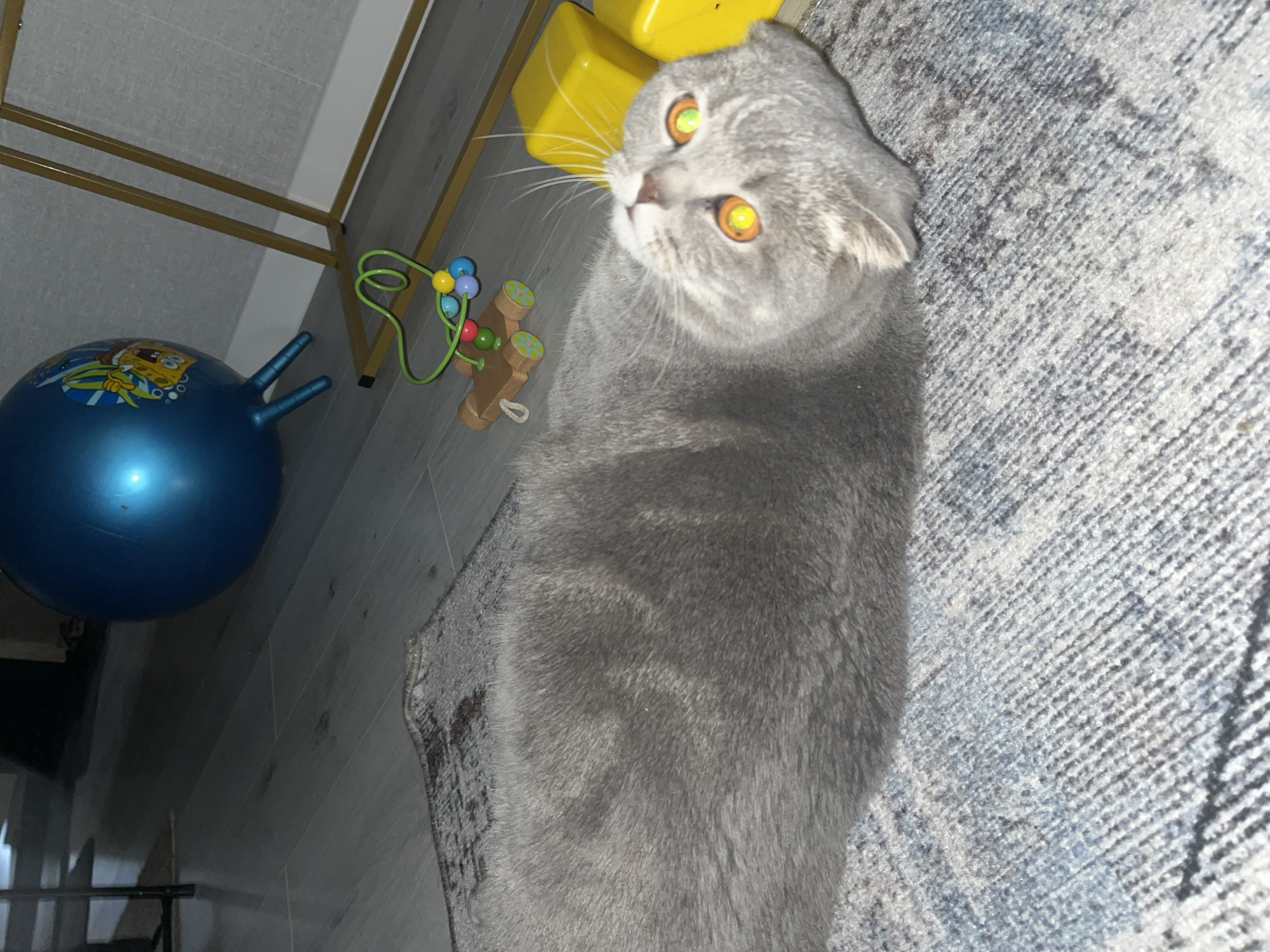 A gray Scottish Fold cat lies on a gray and blue patterned rug. Next to the cat are a yellow box, a toy with beads on a green wire, and a blue bouncy ball with a cartoon image. The photo was taken indoors. The city and country are not discernible from the image.