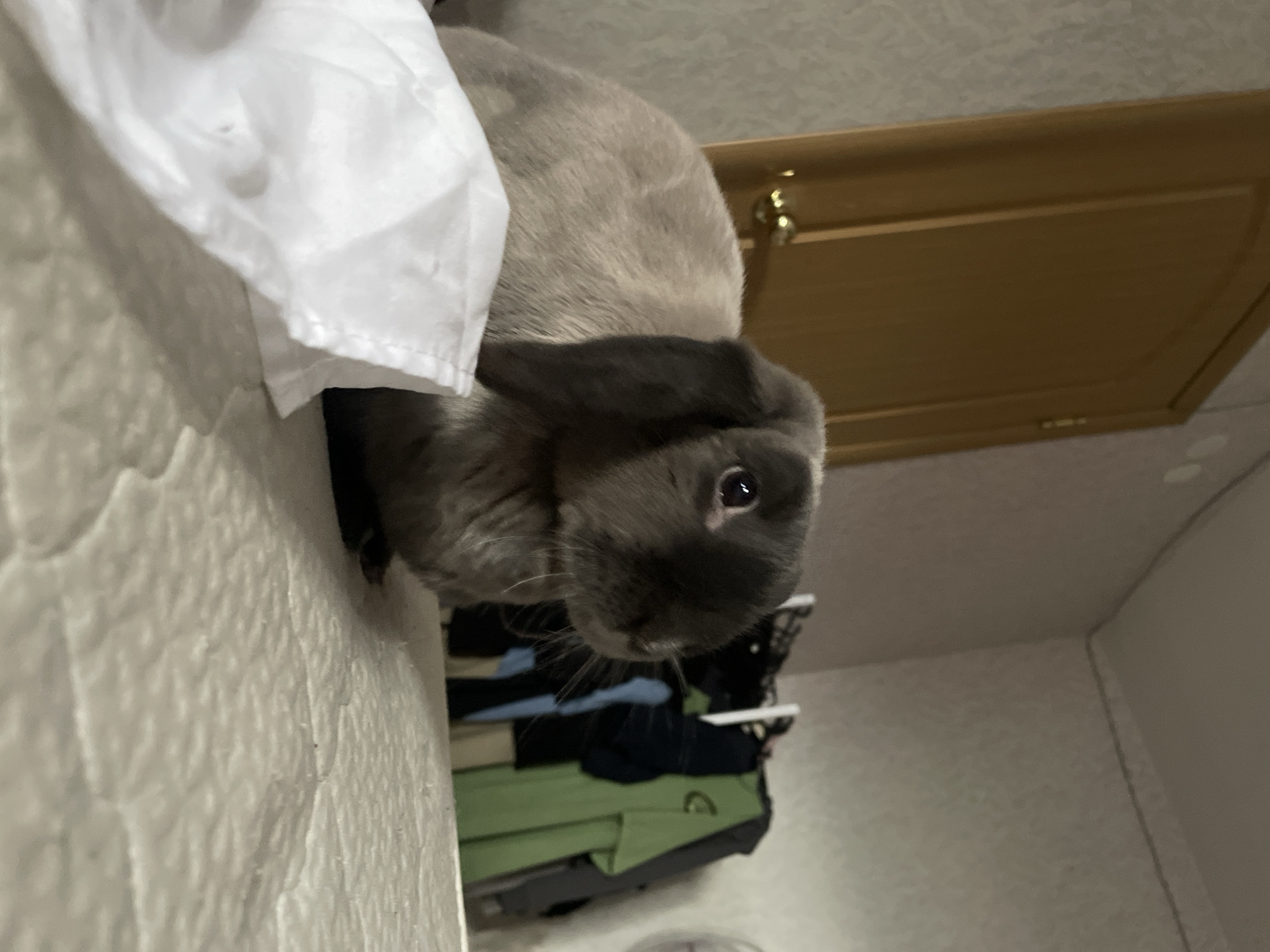 The image displays a lop-eared rabbit with a light grey-tan body and a darker charcoal-grey face and ears, positioned centrally in the foreground. Its dark, alert eye is visible, reflecting a light source, as it gazes towards the right side of the frame. The rabbit is resting on a light-colored, quilted, and textured surface, likely a mattress or bed protector, which fills the lower portion of the image.
In the bottom left corner, a crumpled piece of white fabric, resembling a tissue or paper towel, is partially visible.
The background reveals an indoor room environment. To the left, a light brown wooden door with a shiny brass doorknob and hinges is partially visible against a textured, light-colored wallpapered wall. To the right of the rabbit, a metal clothing rack is present, holding various garments, including a prominent green t-shirt, dark shirts, and jackets. A white circular object, possibly a fan or light fixture, is partially visible on the far right edge of the frame. The room features light-colored walls and ceiling, with the corner where they meet visible in the upper right. The scene is illuminated by ambient indoor lighting, creating a soft, non-directional light quality. The photograph is taken from a low-angle perspective, emphasizing the rabbit and the immediate surface it occupies.
