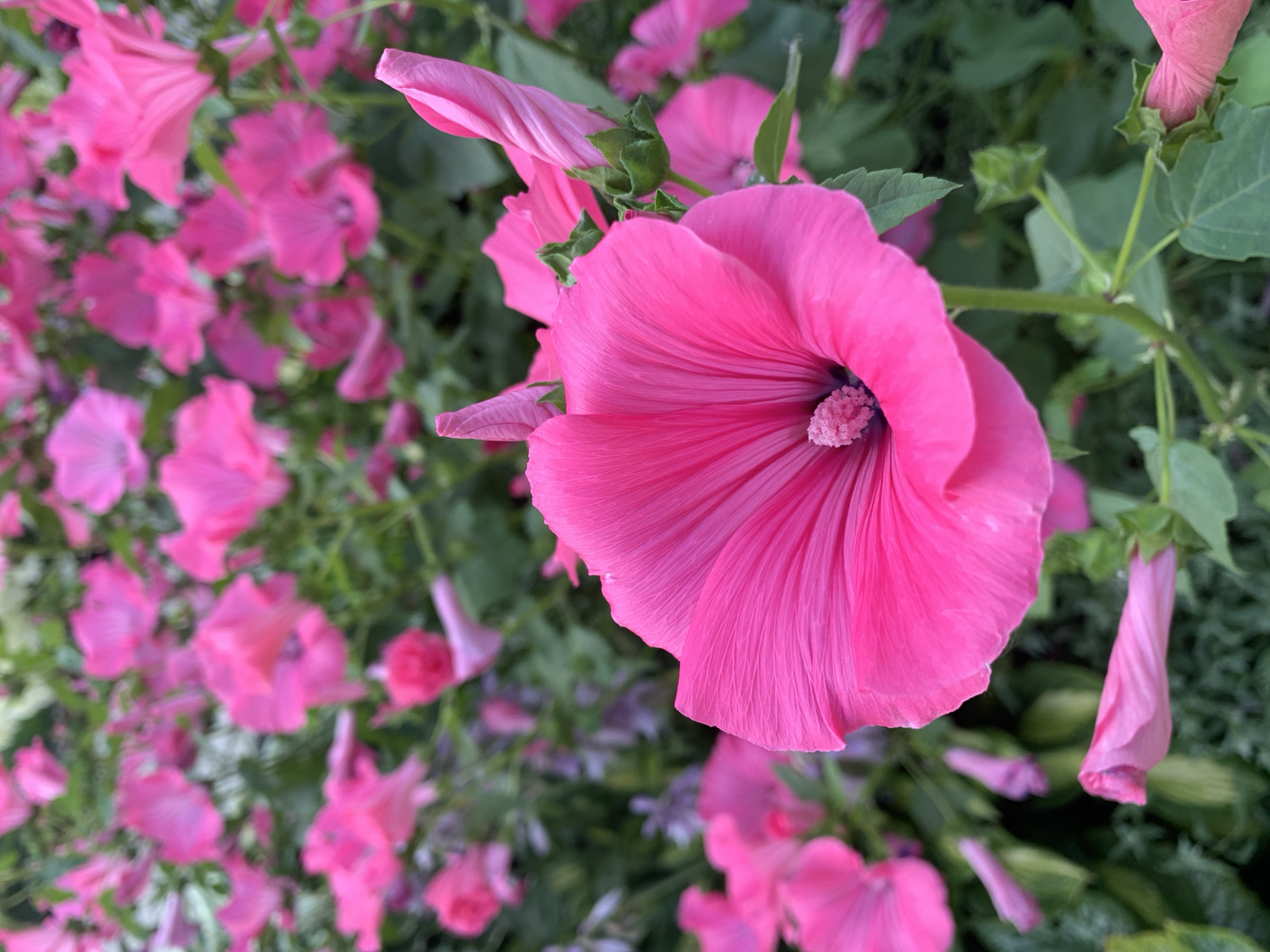 In the city of Rozhdestveno, Russia, a close-up, eye-level shot captures a cluster of vibrant pink mallow flowers blooming in a garden. The foreground is dominated by a single, fully bloomed mallow flower, its petals fanned out to reveal a dark center with a prominent pink stamen. The flower's petals display a delicate ribbed texture and are a bright, saturated pink. To the right of the main flower, a tightly furled mallow bud, also pink, stands upright, showing its twisted petal structure. In the background, a dense profusion of similar pink mallow flowers and buds creates a soft, blurred backdrop of color. Green foliage intermingles with the flowers, adding depth and texture to the scene. The lighting suggests an outdoor setting, possibly during daylight hours, casting a natural glow on the floral display. There are no people or animals visible in the image.