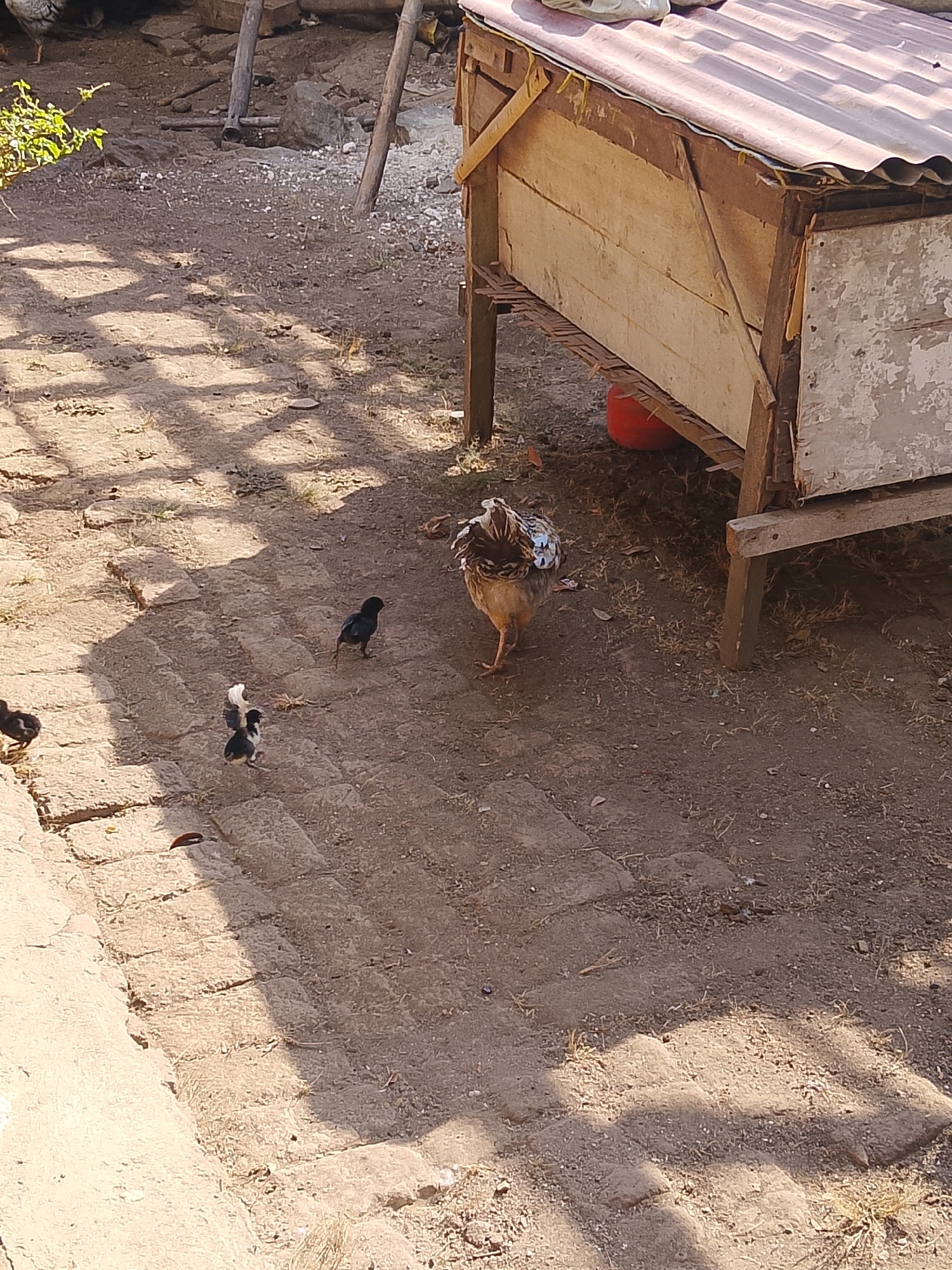 A hen with brown and white plumage is walking away from the camera on a dusty ground with scattered stones and dried leaves. Two chicks, one white and black and the other entirely black, are standing near a dark-colored bird that is facing away from the camera. In the background, a wooden structure with a corrugated metal roof is visible. The ground is partially covered by sunlight and shadows cast by unseen foliage. The scene is outdoors, with a rustic and unkempt environment.