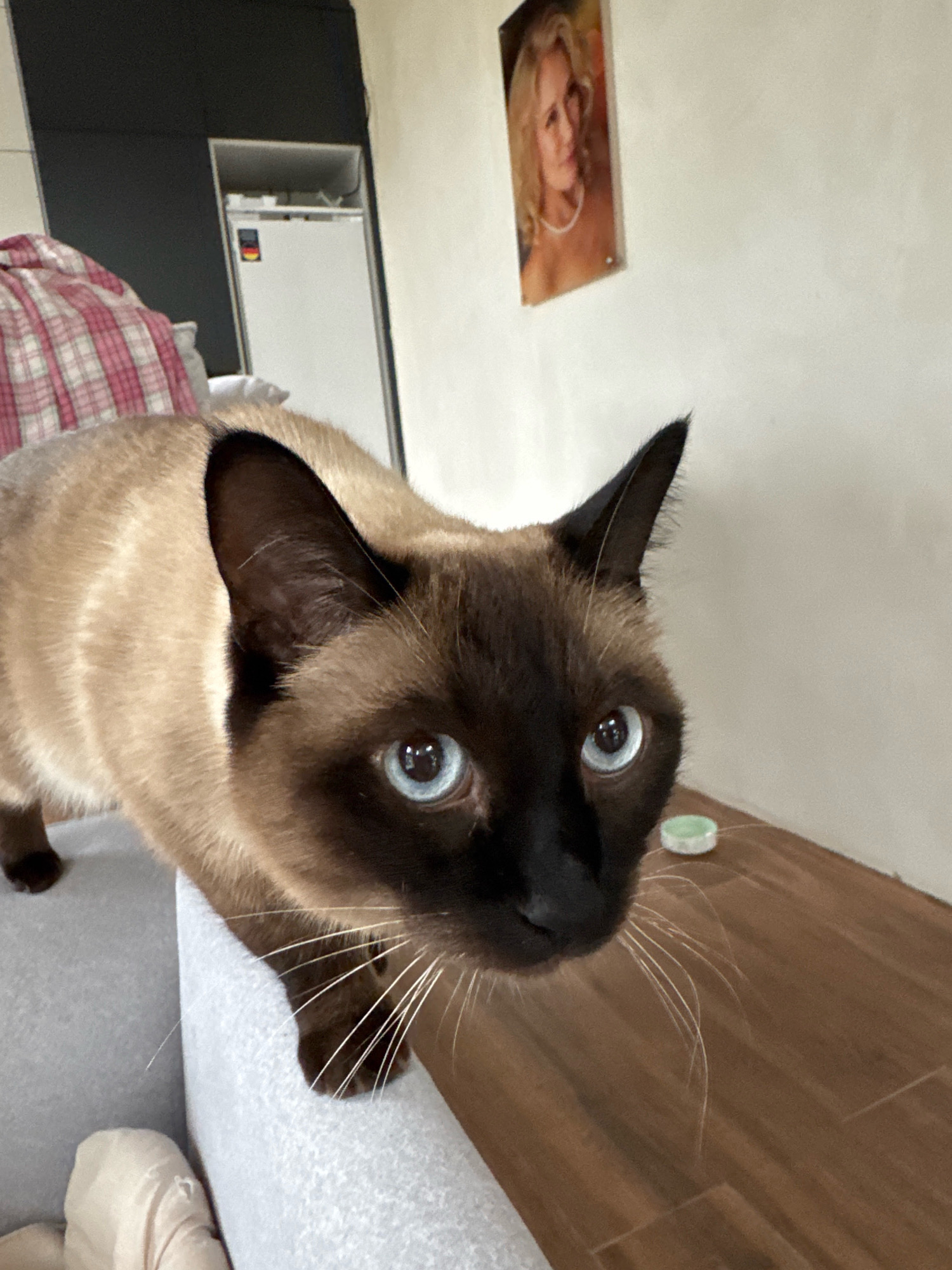 A Siamese cat is positioned on the armrest of a grey couch, leaning forward and looking directly at the camera. The cat has light brown fur with darker brown points on its face and ears, and striking blue eyes. Its whiskers are prominent and white. Behind the cat, a white refrigerator with a German flag sticker is visible, along with a pink and red plaid blanket draped over furniture. The background wall is a light cream color, and a framed picture of a blonde woman wearing a pearl necklace hangs on it. The floor is made of wood-look laminate. A small, light green object sits on the floor to the right of the cat. The scene appears to be indoors, likely in a residential setting. The specific location in the city of Steklyannyi, Russia, is not determinable from the visual information provided in the image.