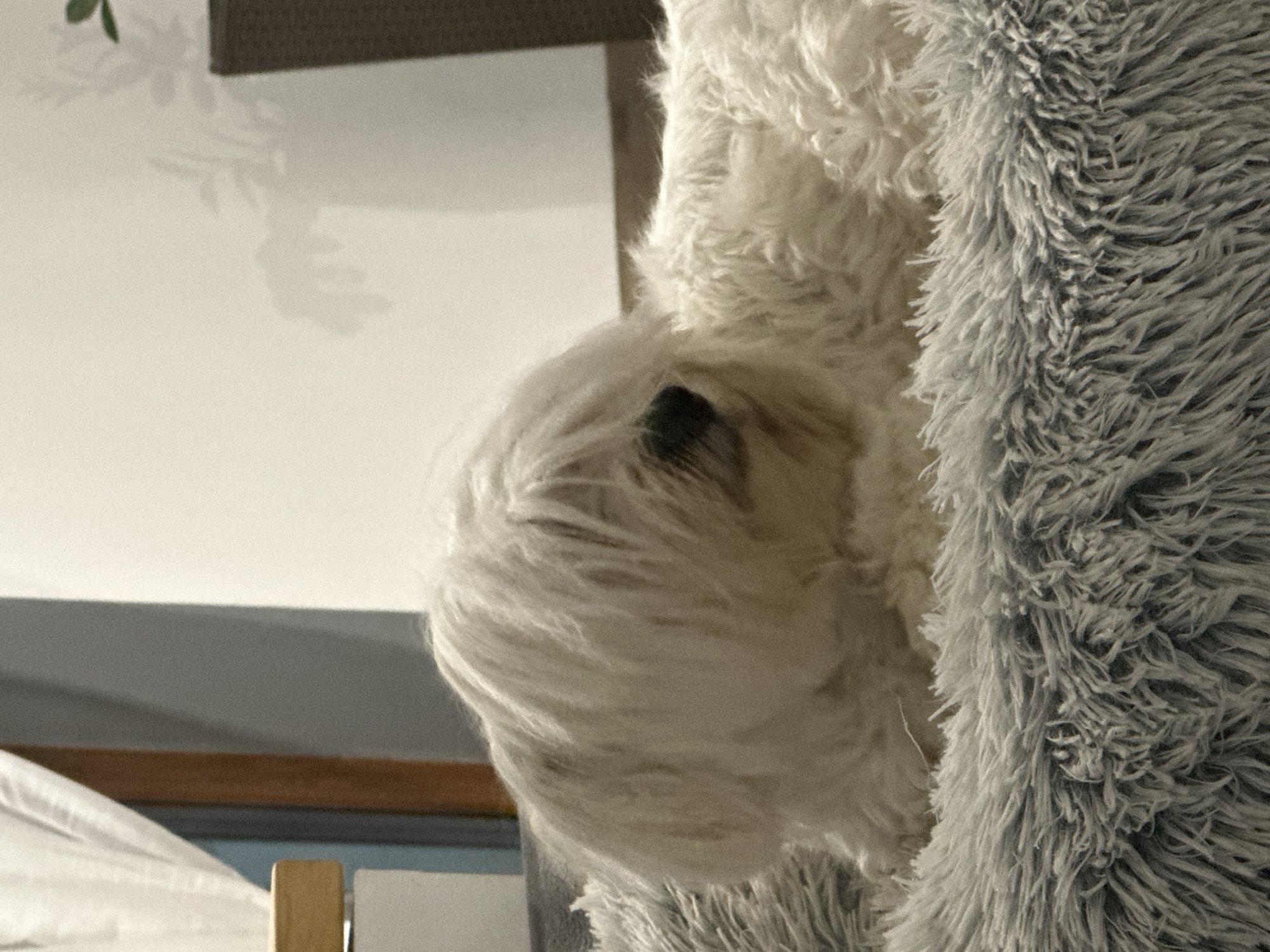 An over-the-shoulder shot captures a fluffy white dog with its face obscured by its long hair, lying on a gray, shag-style dog bed. The dog's visible features include a dark eye and nose. The background is softly lit, featuring a white wall with the faint shadow of a plant, and a blurred section of a window with white curtains and a wooden frame. To the right, a dark brown, woven planter is visible. The setting appears to be an indoor domestic environment, possibly a living room or bedroom, within a residence located in Marten, Bulgaria.