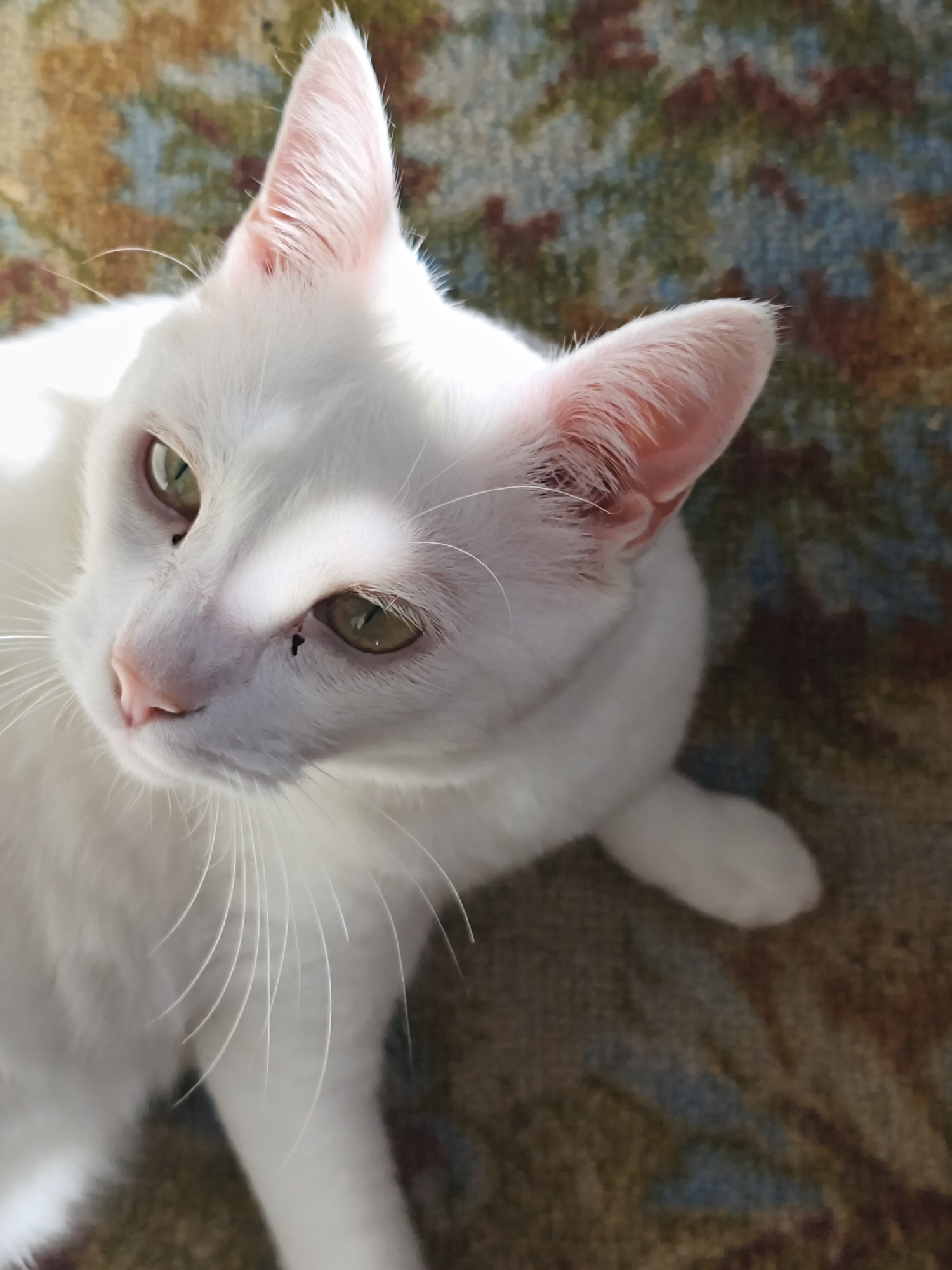 An extreme close-up, high-angle shot features a white cat with green eyes, its face illuminated by dappled sunlight. The cat's pink nose and long white whiskers are clearly visible, as are two small black spots on its face, one near its left eye and another slightly below it. Its ears are pointed and lined with fine pink fur. The cat is positioned on a patterned carpet with earthy tones of brown, rust, and muted blue. The background is out of focus, emphasizing the cat's facial features and fur. There is no indication of a specific location in Sevastopol, Ukraine, or any interaction between the cat and any people.