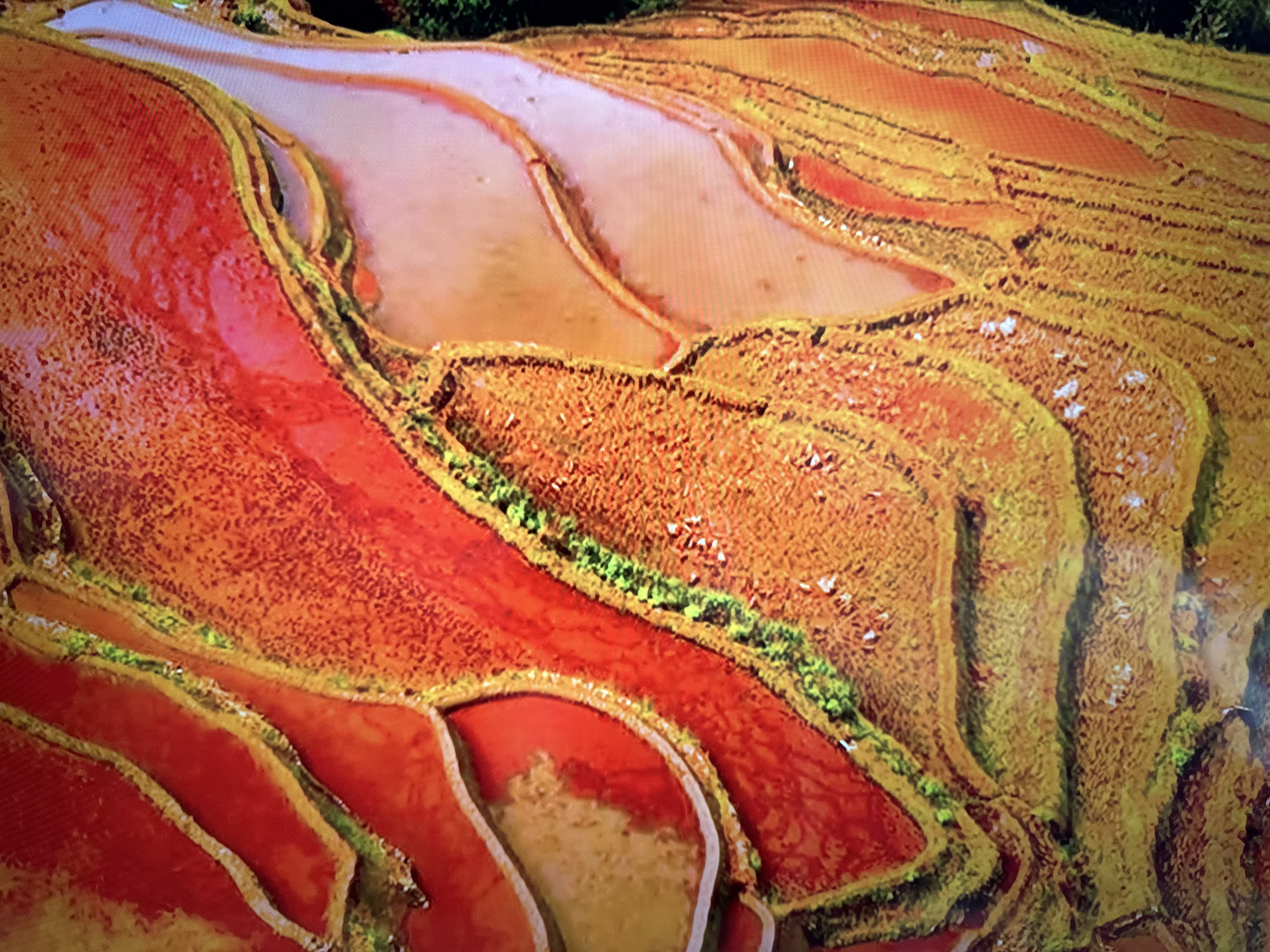 The image shows a close-up, aerial view of terraced fields, likely rice paddies. The terraces are filled with water and have a reddish-orange hue, suggesting either the color of the soil, the water, or possibly a crop. The edges of the terraces are lined with yellow-brown vegetation or soil. There are also strips of bright green vegetation interspersed between some of the terraces. The overall impression is of a vibrant, layered landscape. The image does not depict Gdańsk, Poland.