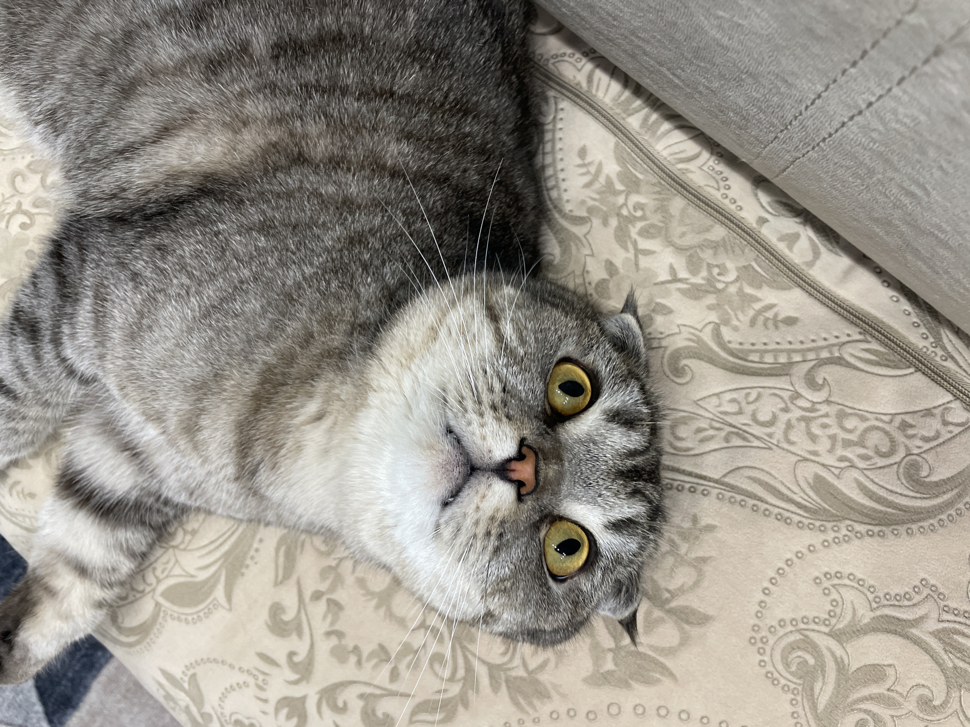 A grey tabby cat, possibly a Scottish Fold or British Shorthair due to its distinctive folded ears, is the central subject of this close-up, top-down shot. The cat is lying on its back or side on a patterned beige and cream fabric, which appears to be a cushion or blanket, looking directly upwards into the camera. Its fur is a mix of light and dark grey stripes, with a lighter, almost white muzzle and chest area.
The cat's large, round eyes are a striking yellow-green color with dilated black pupils, conveying a sense of curiosity or attentiveness. Its small, pink nose is clearly visible, along with numerous long, white whiskers fanning out from its face.
The patterned fabric beneath the cat features intricate, flowing floral and paisley-like designs interspersed with small circular patterns. In the upper right corner of the image, a section of plain, light grey fabric, possibly part of a sofa or another cushion, is visible. The overall setting appears to be indoors, suggesting a comfortable domestic environment. The cat's relaxed posture and direct gaze indicate a calm and perhaps playful interaction with the photographer. There is no visible text in the image. The location context is Chaikovsky, Russia.