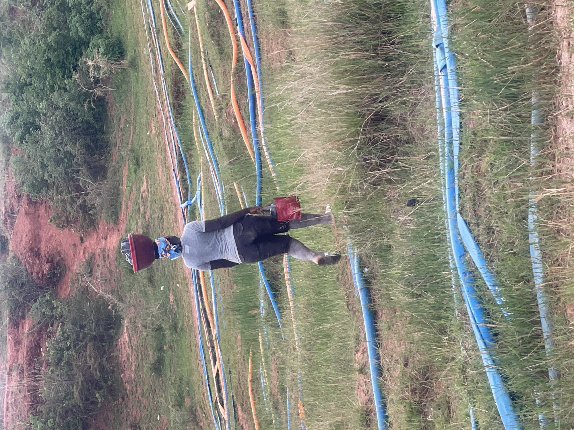 A man is carrying a container on his head while walking barefoot through a field of blue and orange pipes. He is wearing a gray t-shirt, black shorts, and a blue patterned face covering. The location appears to be a field in Jos, Nigeria. The ground is covered in tall grass and various plastic pipes. In the background, there is a hillside with trees and shrubs. The man is carrying what appears to be a red plastic container.