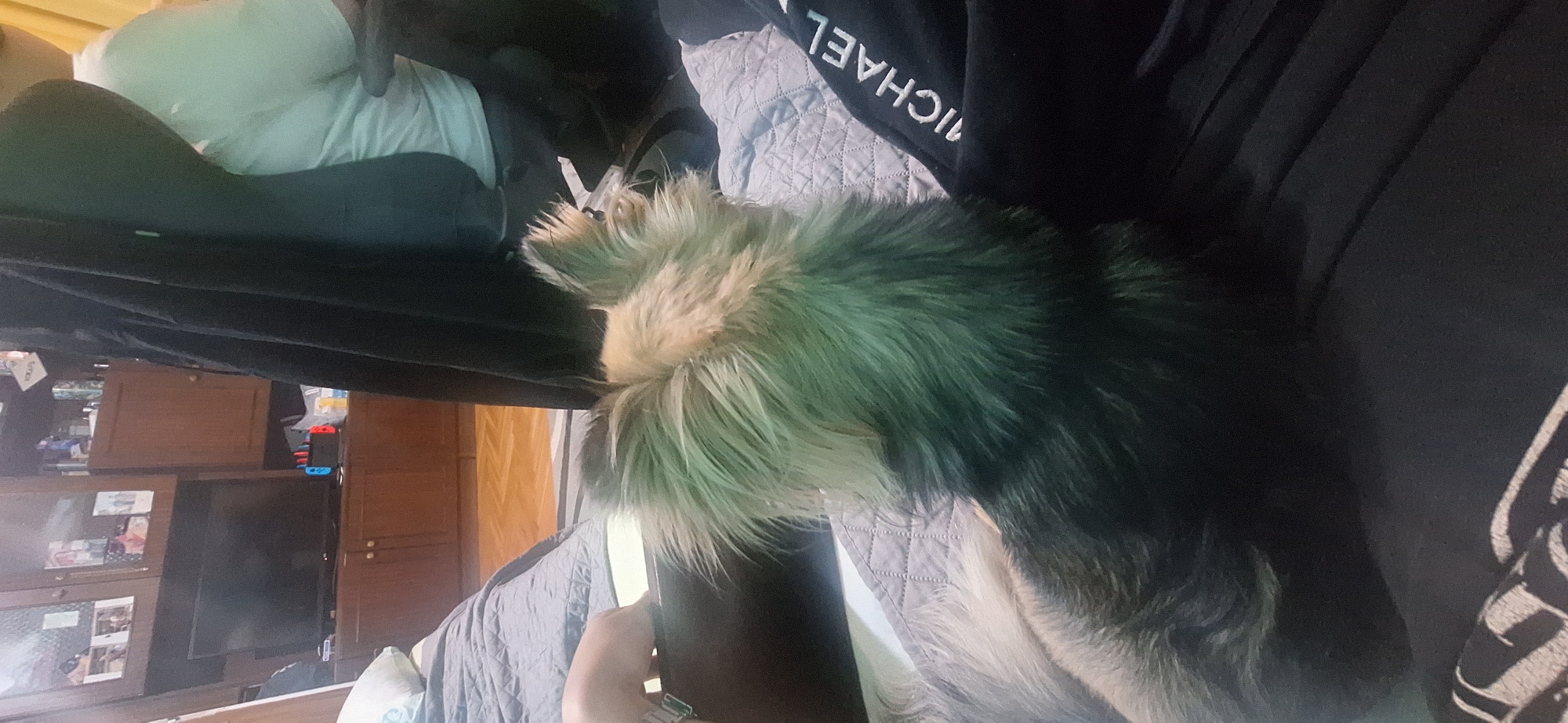 The image shows a person's lap with a dog lying on it. The dog is a mix of dark and light fur. The person is wearing a black top with "MICHAEL" written in white letters on it. They are holding a phone. The background shows a bedroom with wooden furniture and a television. A Nintendo Switch is visible on the side of one of the cabinets. The location cannot be determined with certainty to be Stara Zagora, Bulgaria from this image alone.