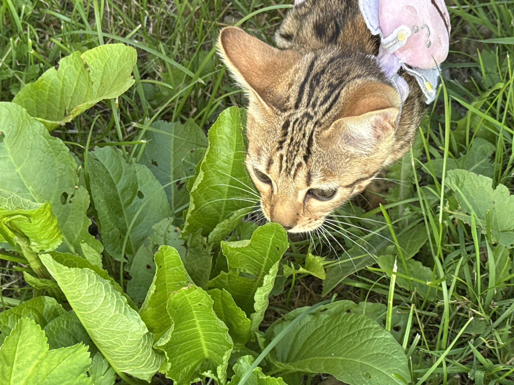 A close-up, high-angle shot shows a tabby cat with a pink and purple collar lying on lush green grass amidst large green leaves. The cat's head is turned upwards and to the left, its golden eyes and prominent white whiskers are visible. The cat appears to be sniffing at the leaves. The scene is outdoors, in a natural setting. There is no indication of the city of Rzhev, Russia.