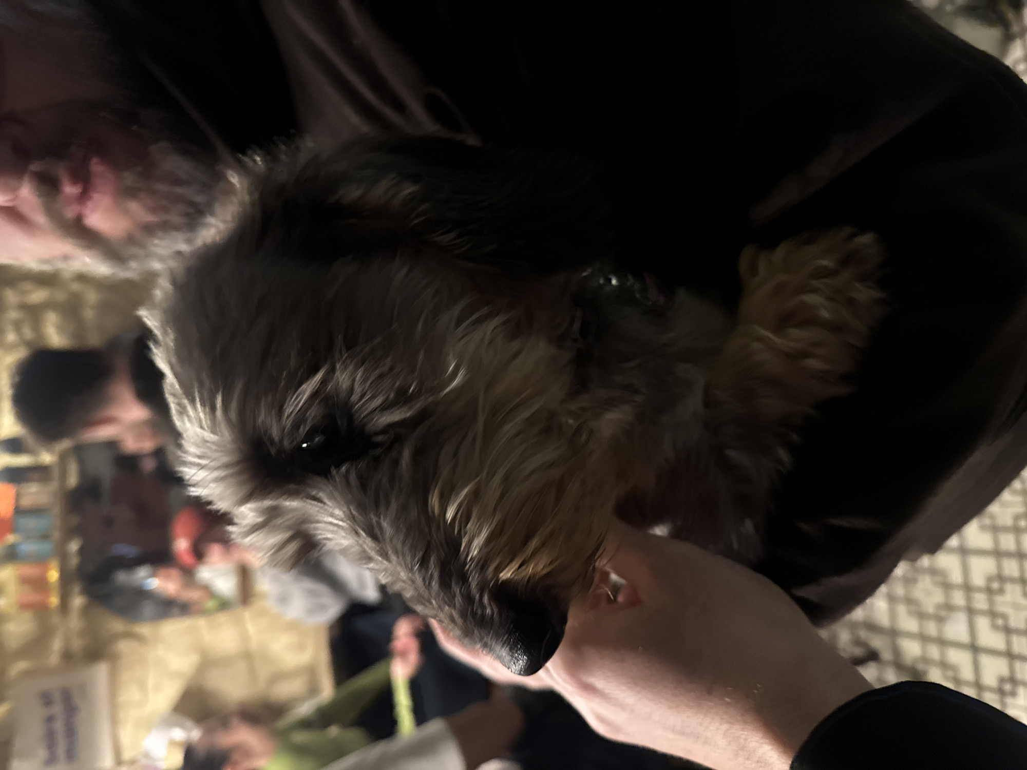 A close-up, rotated image focuses on a small, terrier-like dog with gray and brown fur. The dog rests in someone's lap, with a hand partially visible, supporting its head. In the blurred background, there are people and some objects on a table, possibly indicating a social gathering. The setting suggests an indoor environment. The location in Paris, France, is not discernible from the image.