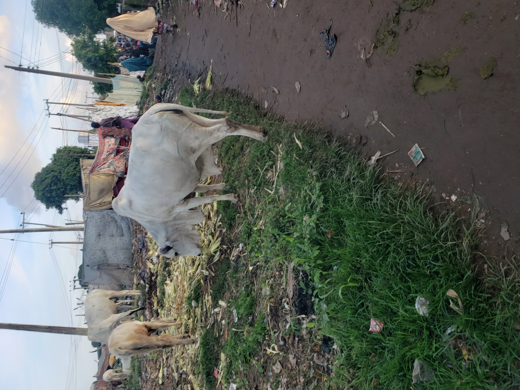 In Kakuri Gwari, Nigeria, a herd of cattle grazes on a patch of overgrown grass adjacent to a muddy dirt road. The scene is characterized by a rustic, semi-urban environment. Several white cows, some with prominent humps, are visible, with one in the foreground consuming fodder. Behind them, structures made of tarpaulin and cloth suggest temporary shelters or market stalls. The ground is littered with debris, including discarded food items and other refuse, consistent with an informal settlement or market area. Several utility poles with visible wires are present, indicating the presence of electrical infrastructure. In the background, a few people are gathered, with one individual in a beige headscarf walking away from the camera. The overall atmosphere is one of a rural or peri-urban setting with signs of human activity and livestock management.