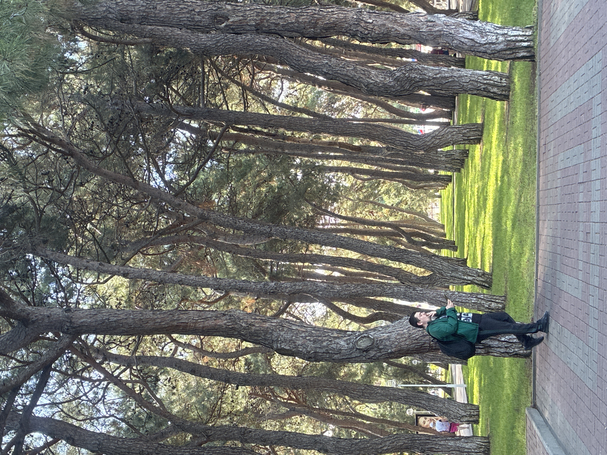A man wearing a green jacket and black pants walks on a brick pathway in Gelendzhik, Russia, looking at his phone. He has a black backpack on his left shoulder. He is walking past a row of tall pine trees that line a bright green lawn. The trees have textured, gray bark and their branches create a canopy overhead. In the background, a poster featuring a woman's face is visible on the side of a building. The scene is outdoors, with sunlight filtering through the trees and casting shadows on the grass.