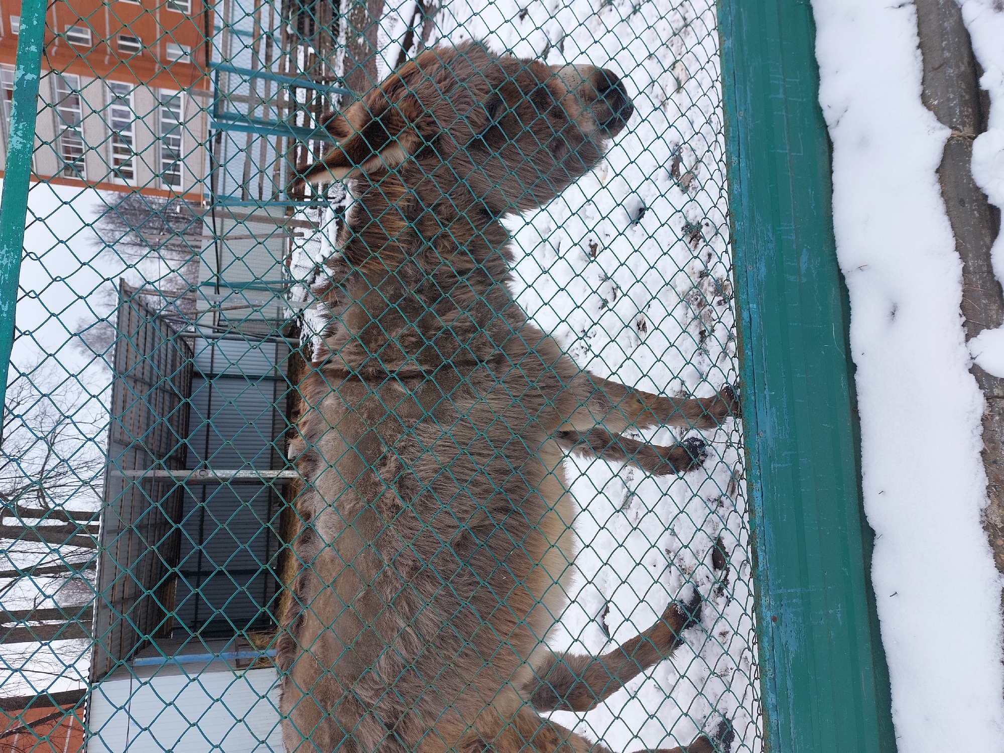 A donkey stands behind a green wire fence in a snowy outdoor area. In the background, there is a building with multiple windows. The location is the city of Chaikovsky, Russia.