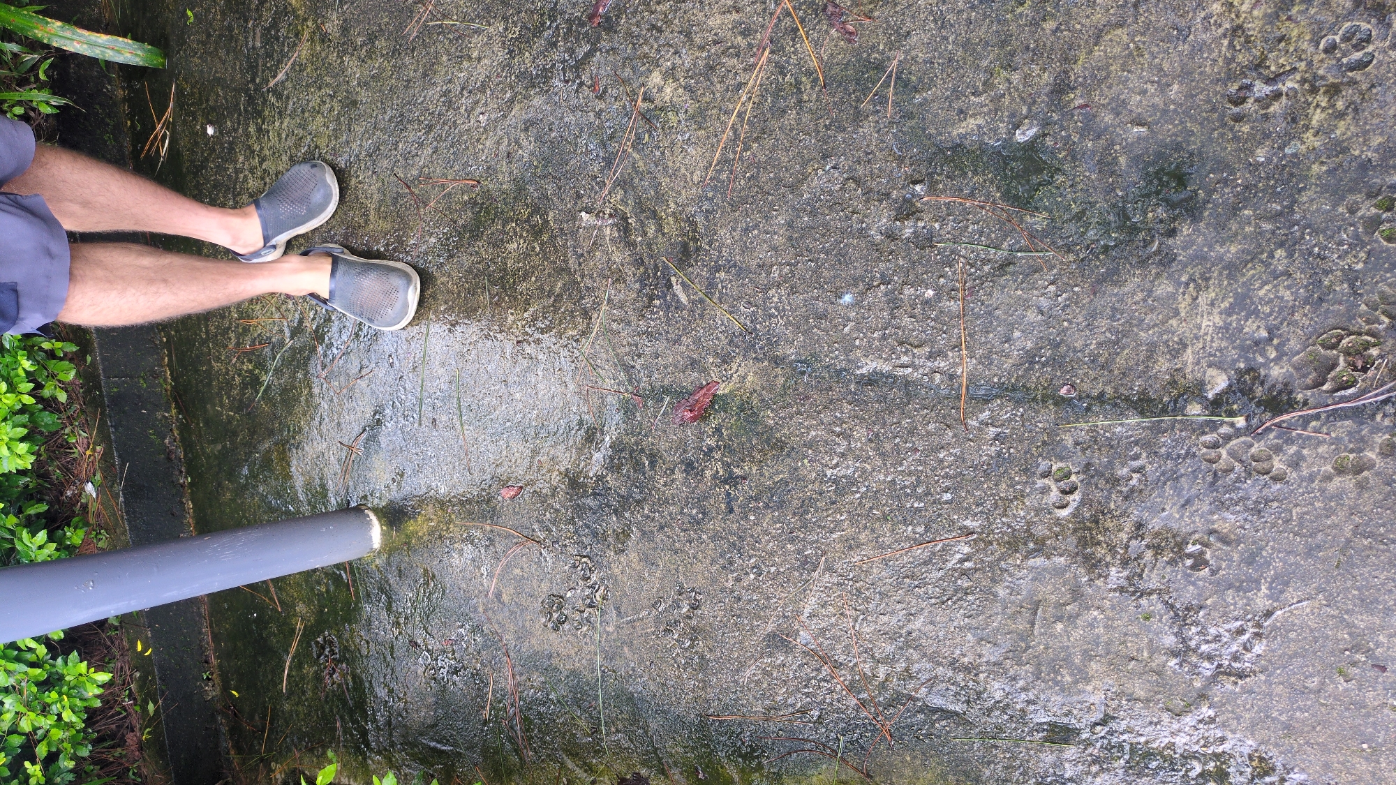 This is a close-up, top-down, vertical shot of a person's legs and feet standing in a shallow puddle on a textured, wet, concrete surface. The person is wearing grey crocs and navy blue shorts. Their legs are tanned and hairy. The concrete is mottled grey and appears to have some moss or algae growth in places. Scattered across the surface are numerous animal tracks impressed into the wet concrete, some of which are partially filled with water. Pine needles and some leaf debris are also visible on the ground. In the upper left corner, a portion of a grey pole and some green foliage are visible, indicating an outdoor setting possibly in a park or garden area. The lighting suggests it is daytime, and the wetness of the ground implies recent rain. The scene does not provide specific identifiable landmarks to confirm a location in Da Lat, Vietnam, but the presence of pine needles could be consistent with the climate and vegetation found there.